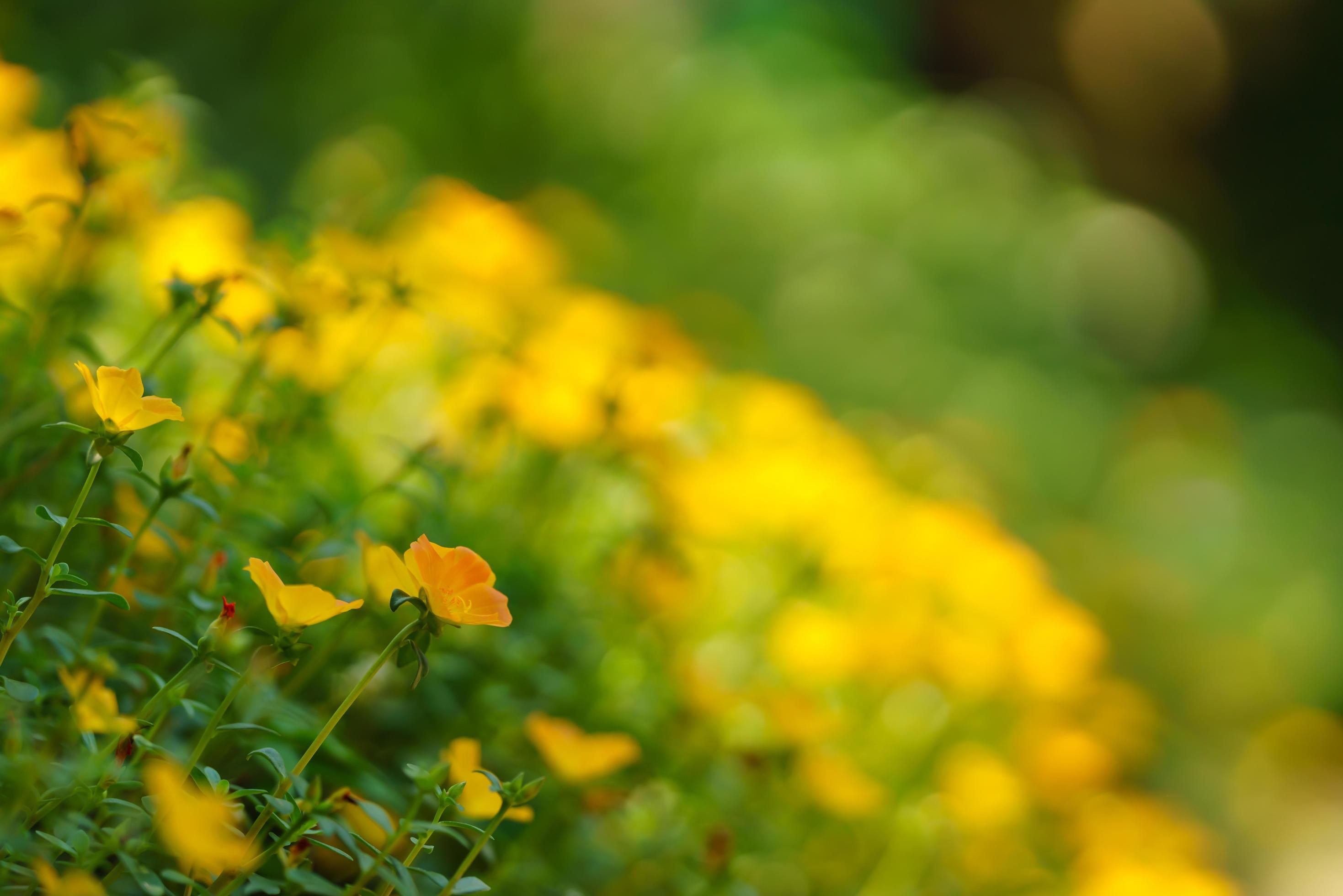 Closeup of yellow flower and green leaf under sunlight with copy space using as background natural plants landscape, ecology wallpaper concept. Stock Free