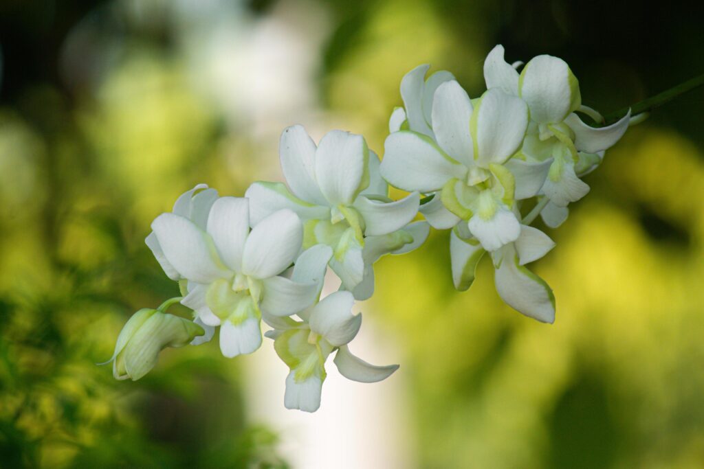 eautiful white orchid flowers nature background For various design work Stock Free