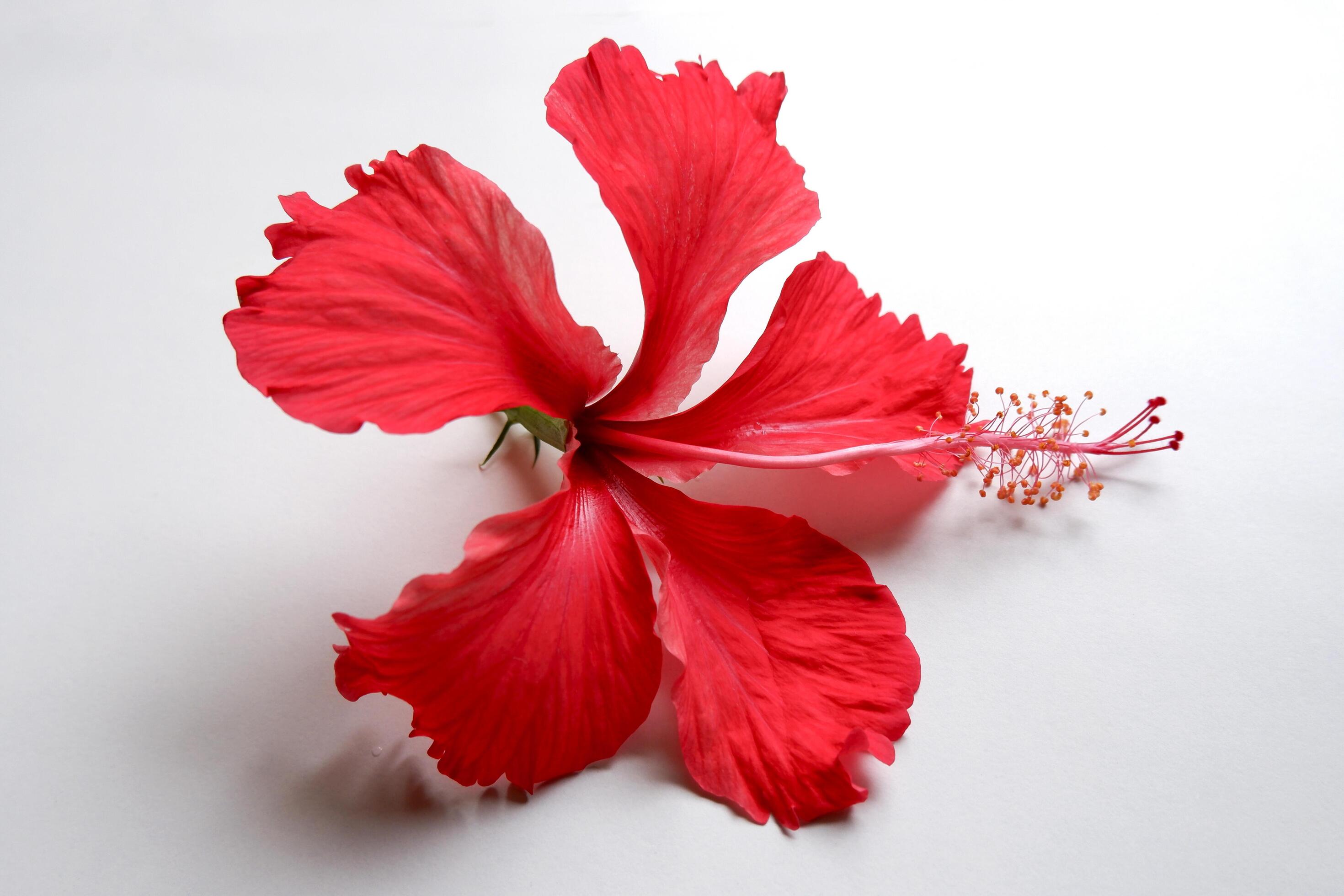 red Hibiscus flower on white background Stock Free