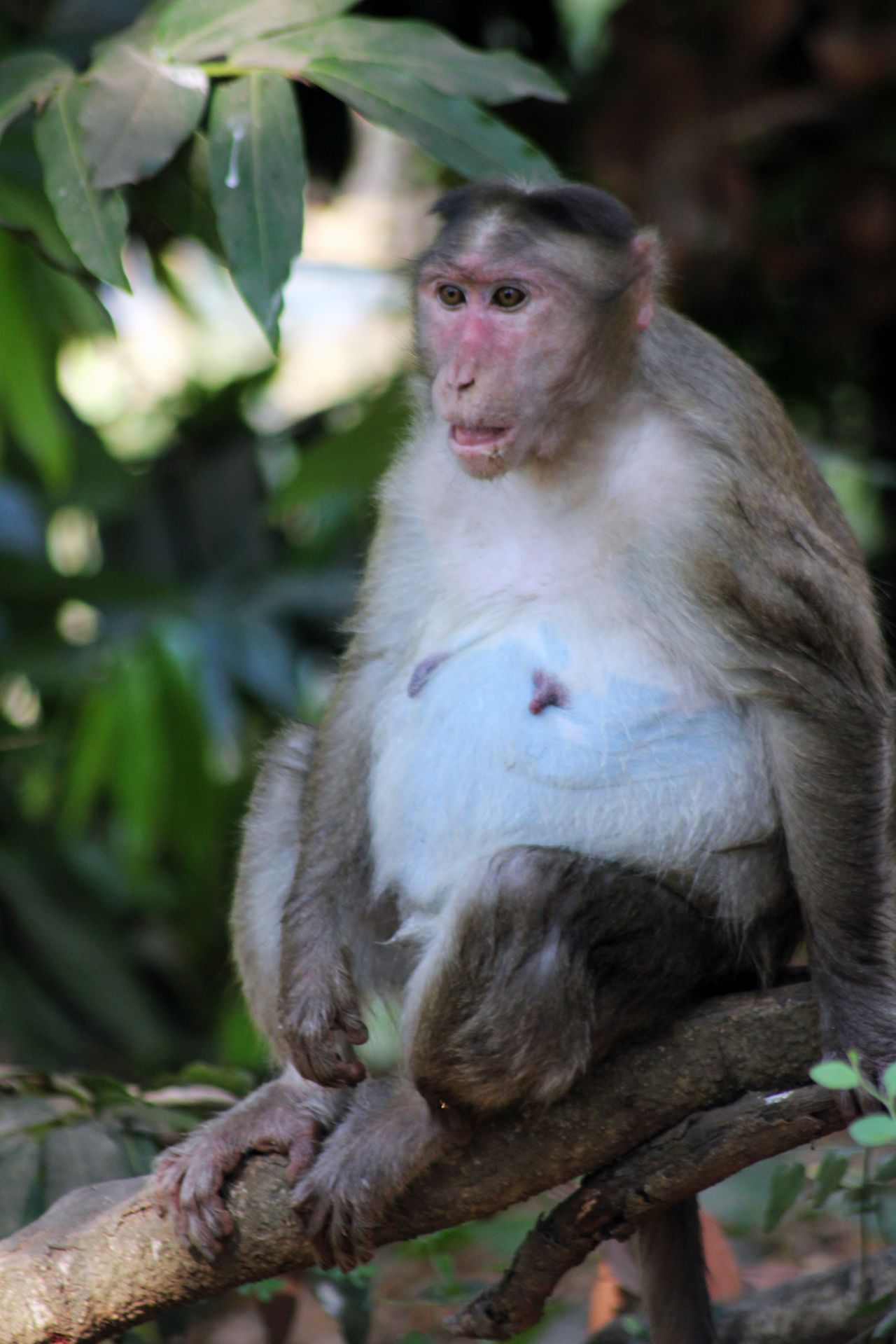 Monkey Sitting On Tree Stock Free