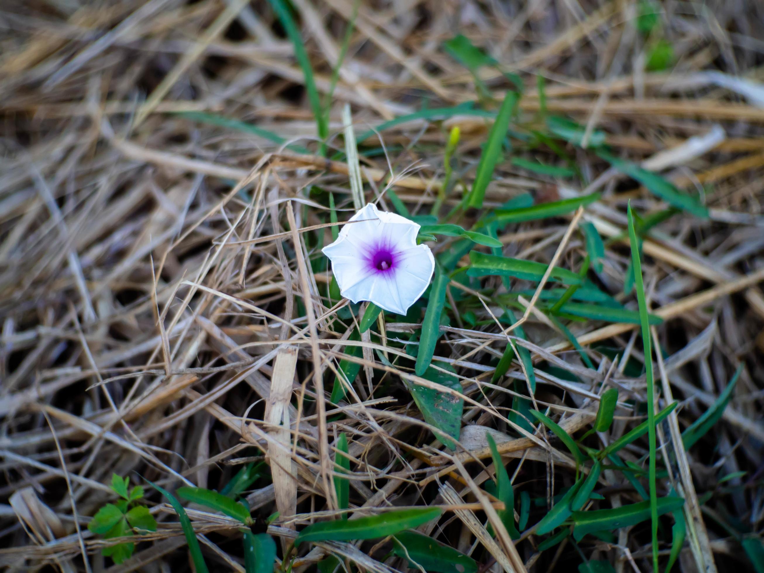 straw and flower Stock Free