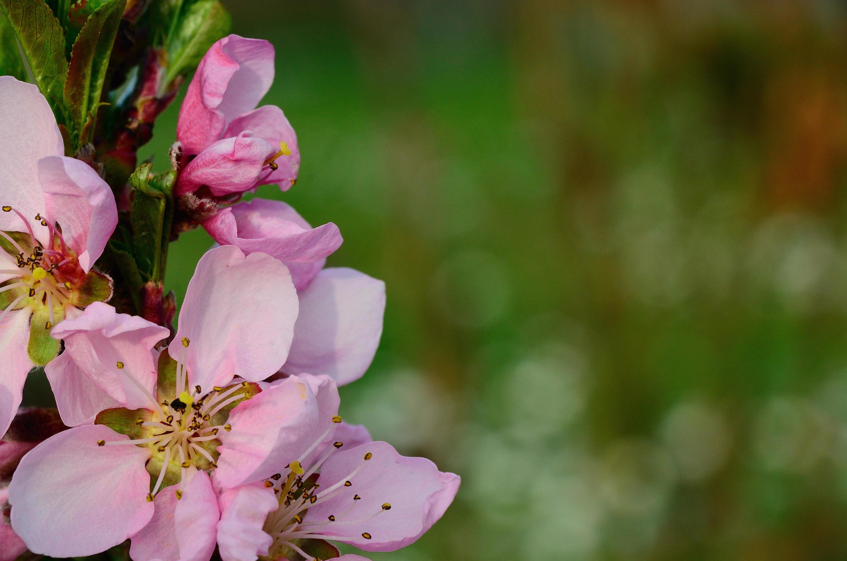 pink flowers detail view Stock Free