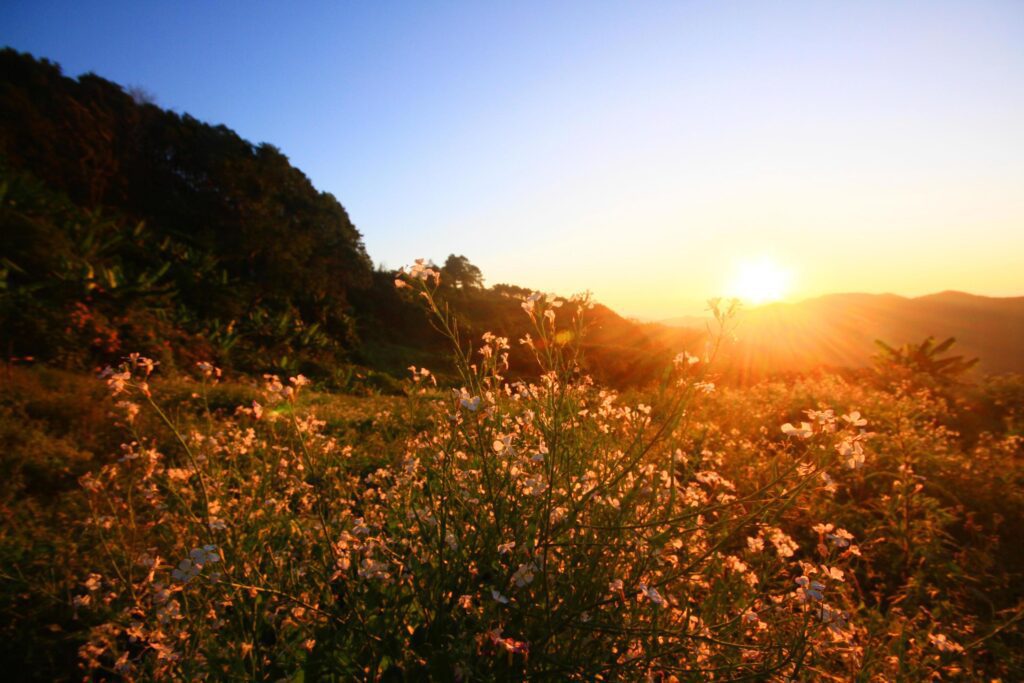 Beautiful bloming white wild flowers fields in springtime and natural sunlight shining on mountain. Stock Free