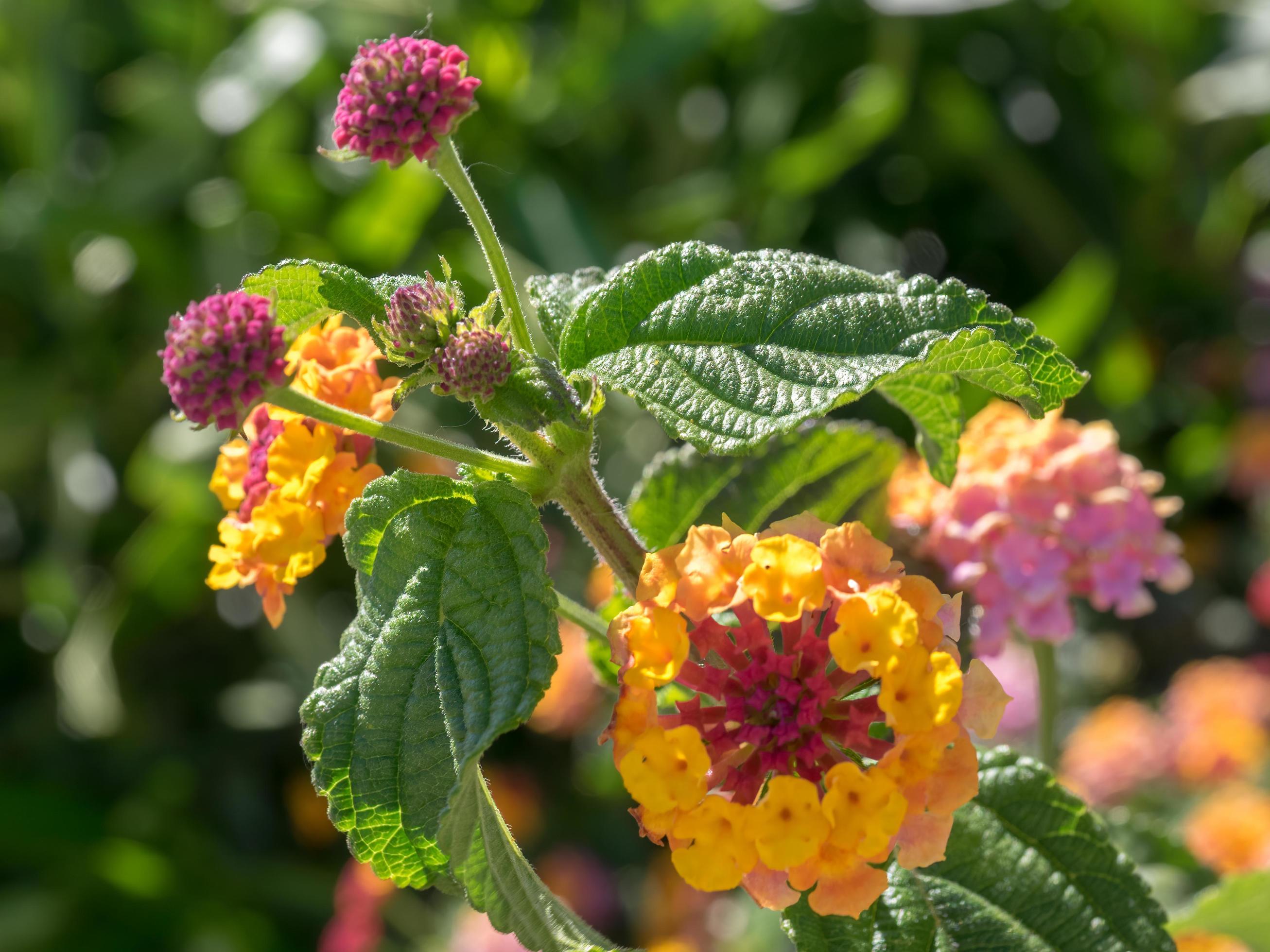 Lantana Camara Shrub flowering in Marbella Spain Stock Free