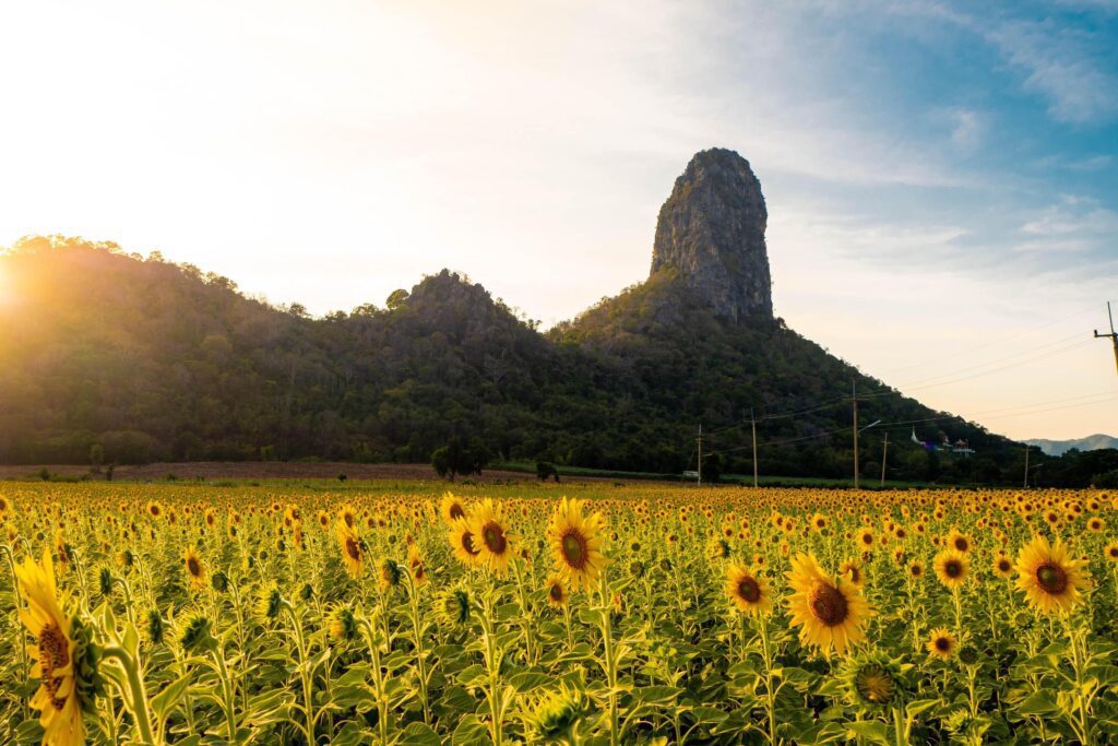 At sunset, a summer sunflower meadow in Lopburi, Thailand, with a mountain background. Stock Free