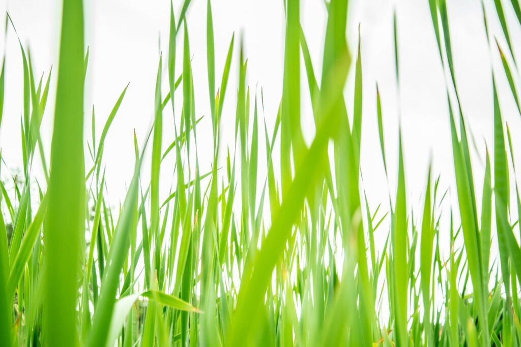 Sun through the grass Stock Free