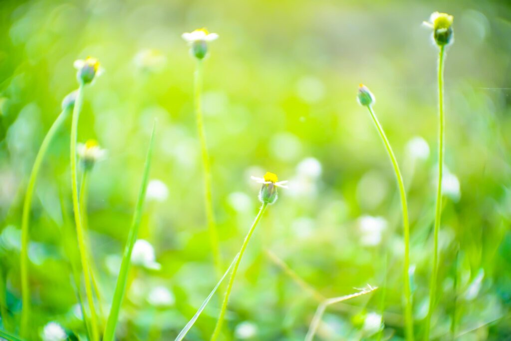 Blurred,Soft light and green fresh nature meadow grass flowers of bokeh background Stock Free