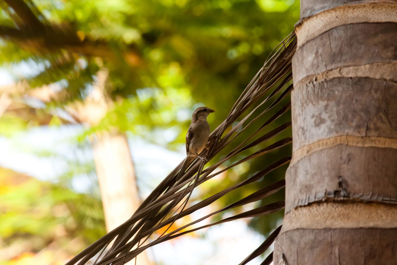 Sparrow Small Bird Stock Free