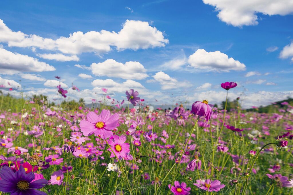 Natural view cosmos filed and sunset on garden background Stock Free