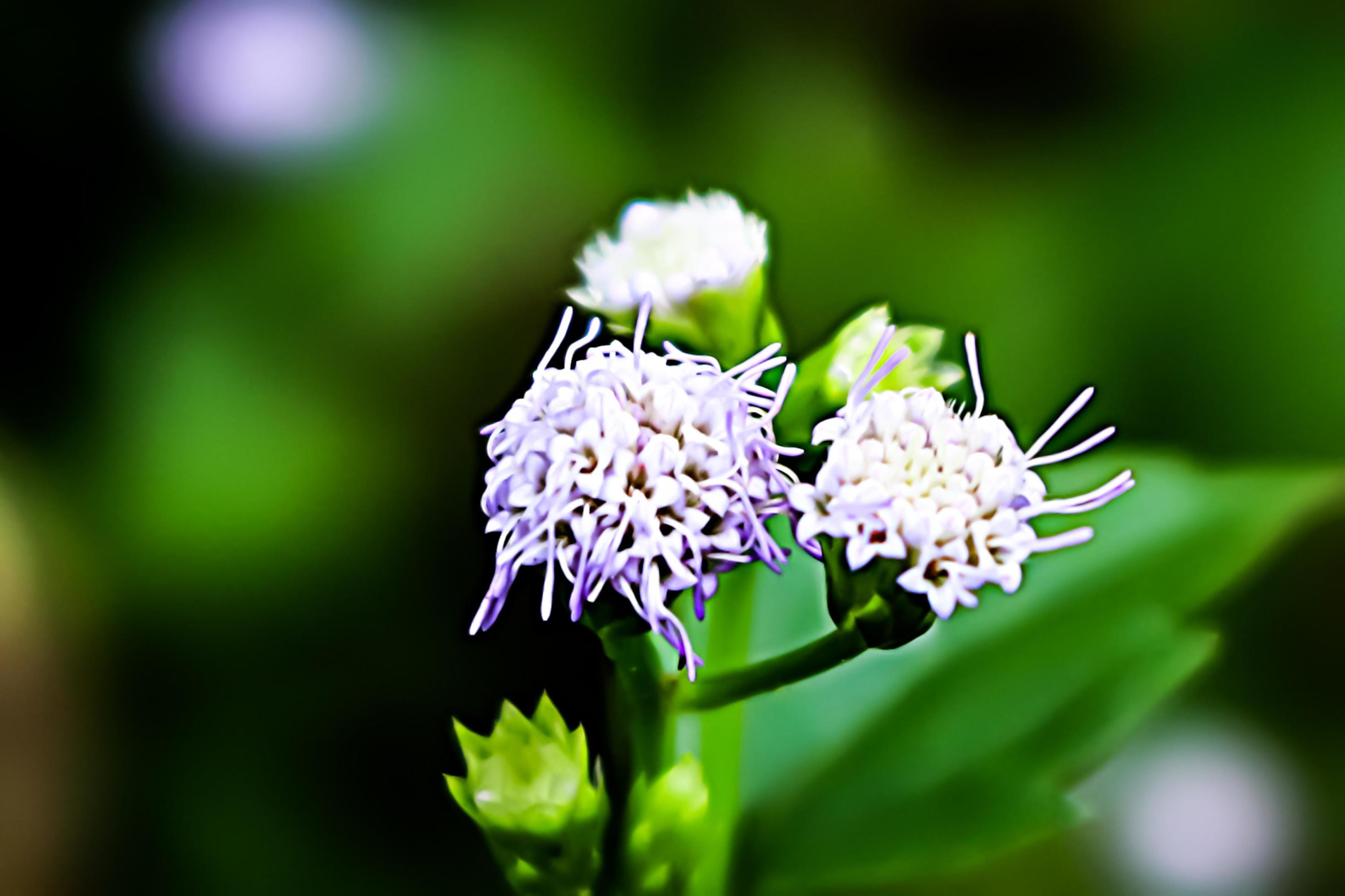 white flower with blur background texture Stock Free