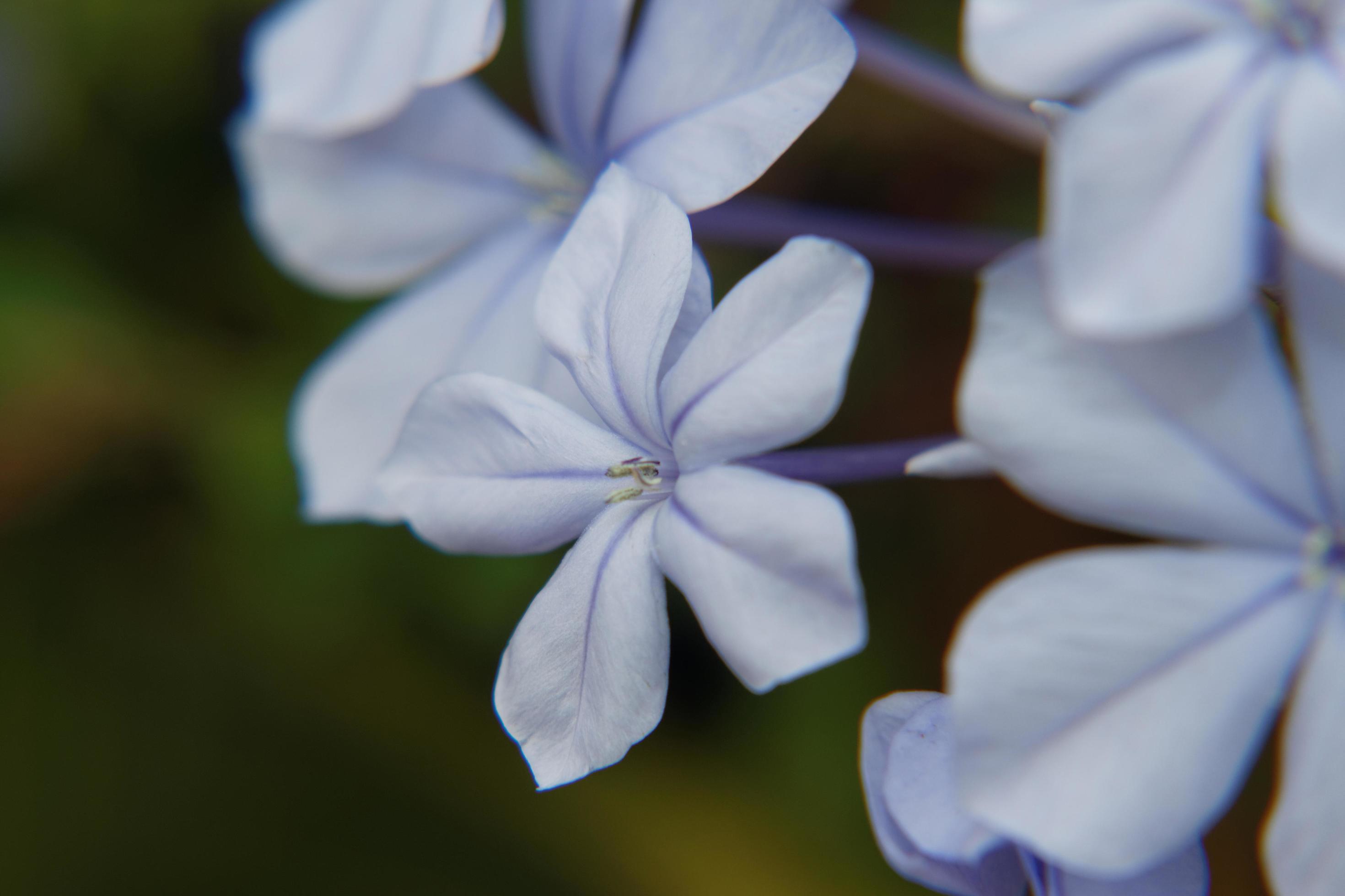 Plumbago Flowers Macro Stock Free