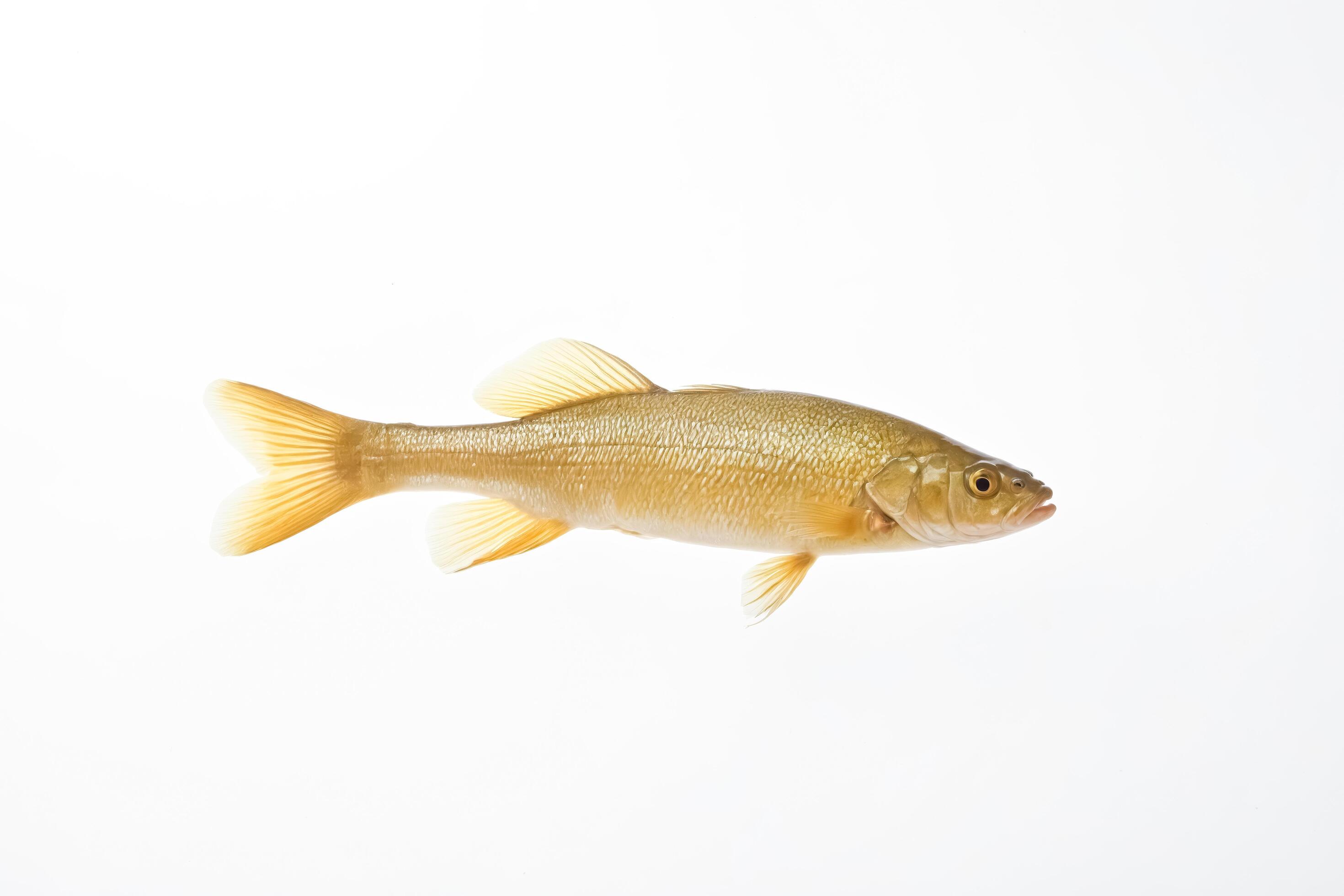 Freshwater Fish on White Background Stock Free