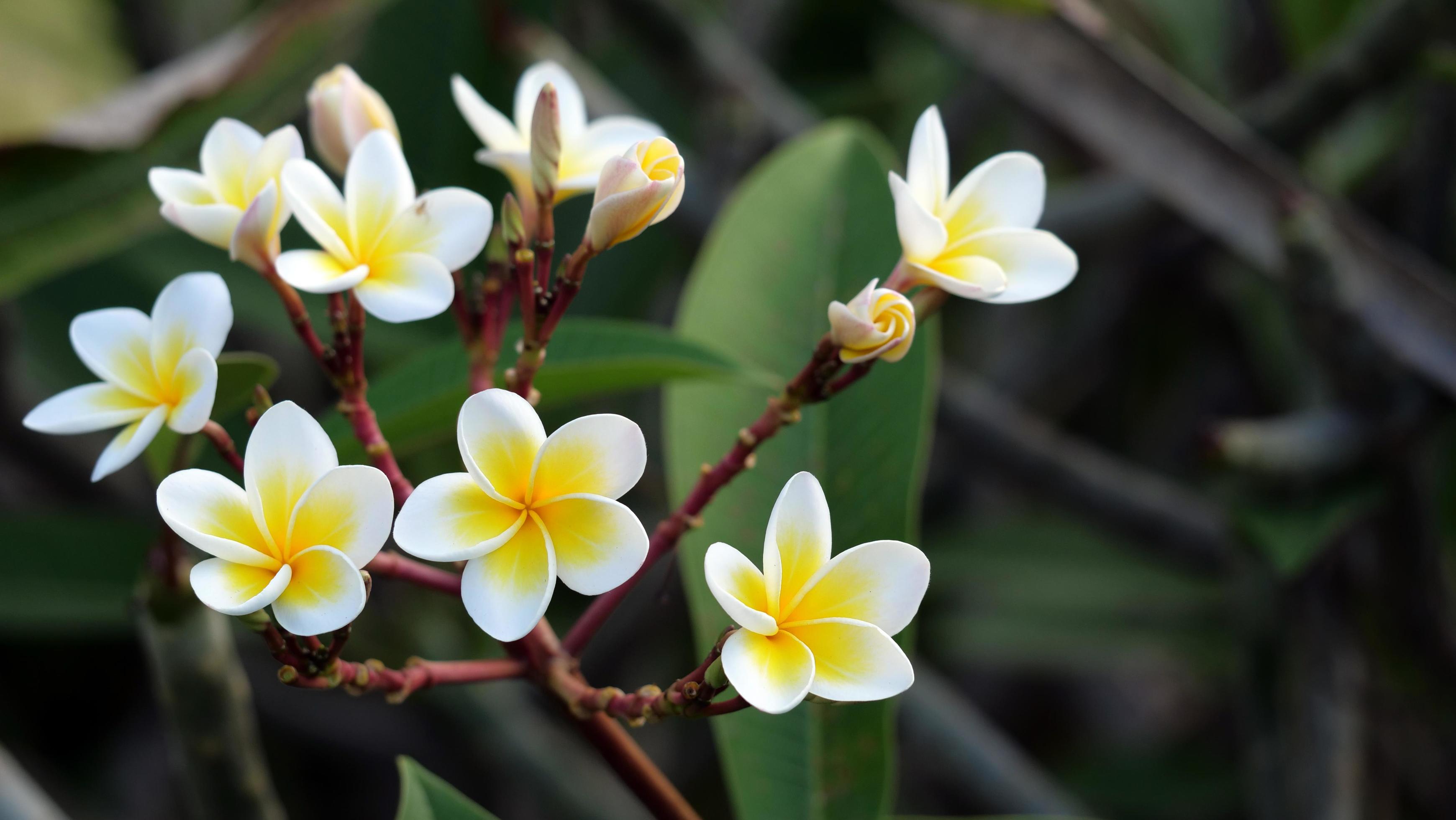 Frangipani flowers in the garden Stock Free