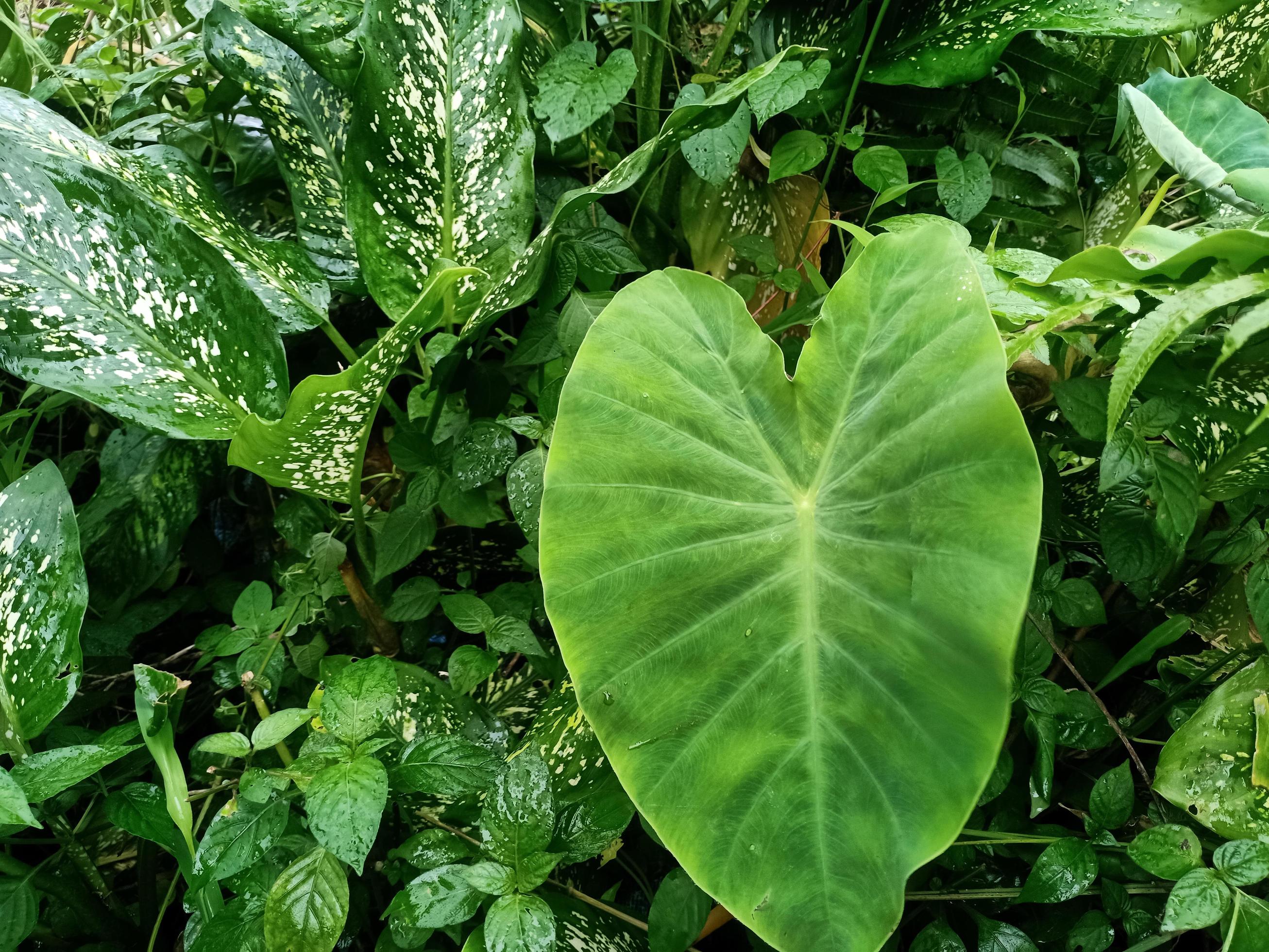 Green plants of nature Stock Free