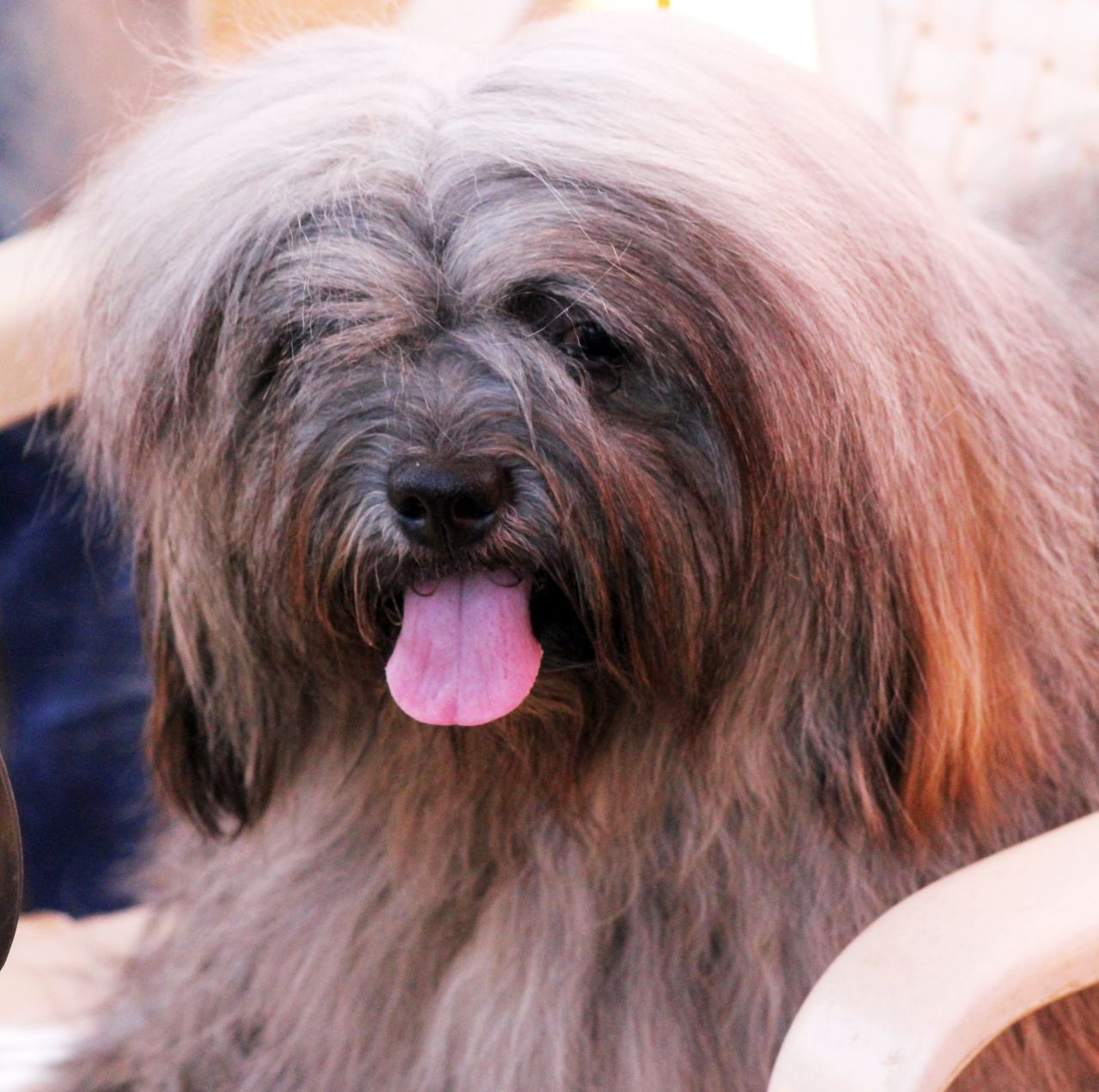 Lhasa Apso Stock Free