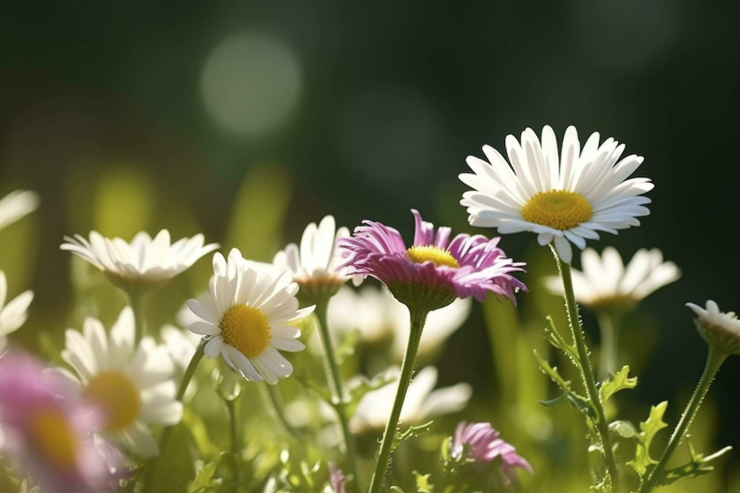 Sunny Close Up Of A Few Daisy Flowers On Flower Meadow , generate ai Stock Free