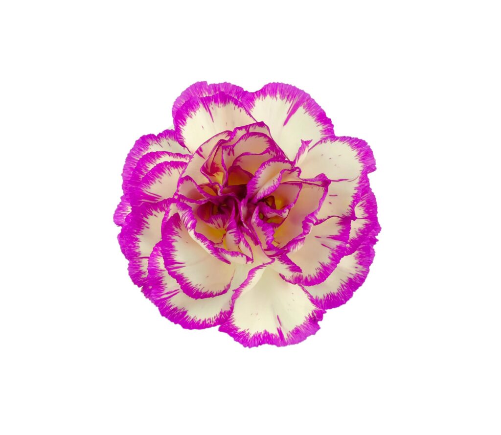 beautiful blooming carnation flower head Stock Free