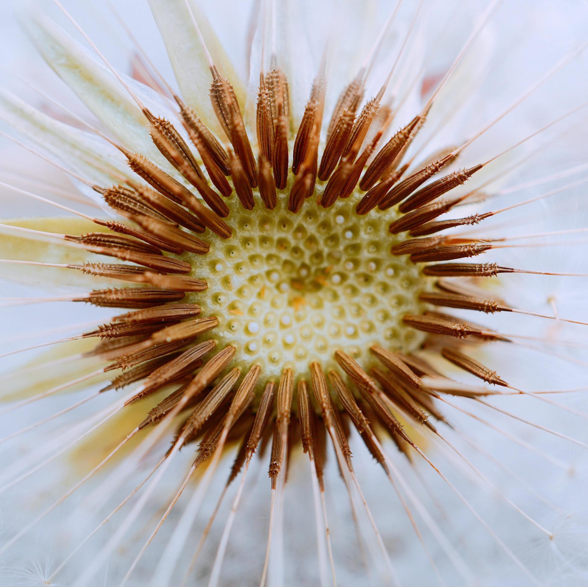 Beautiful dandelion flower seed in the spring season Stock Free