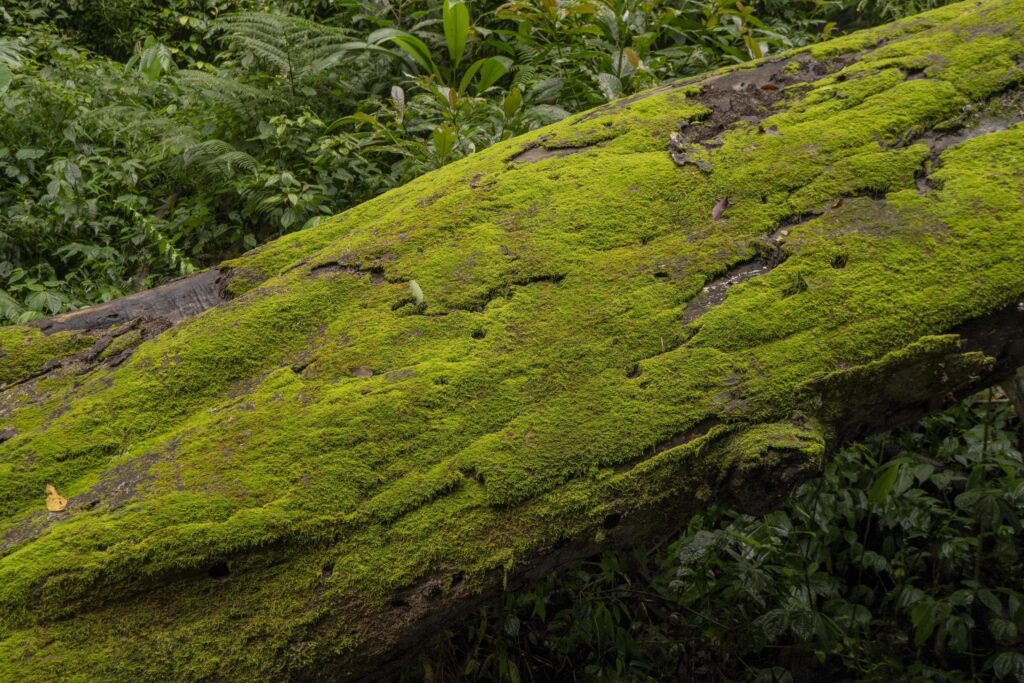 The moss surface on the tree branch when rainy season. The photo is suitable to use for adventure content media, nature poster and forest background. Stock Free