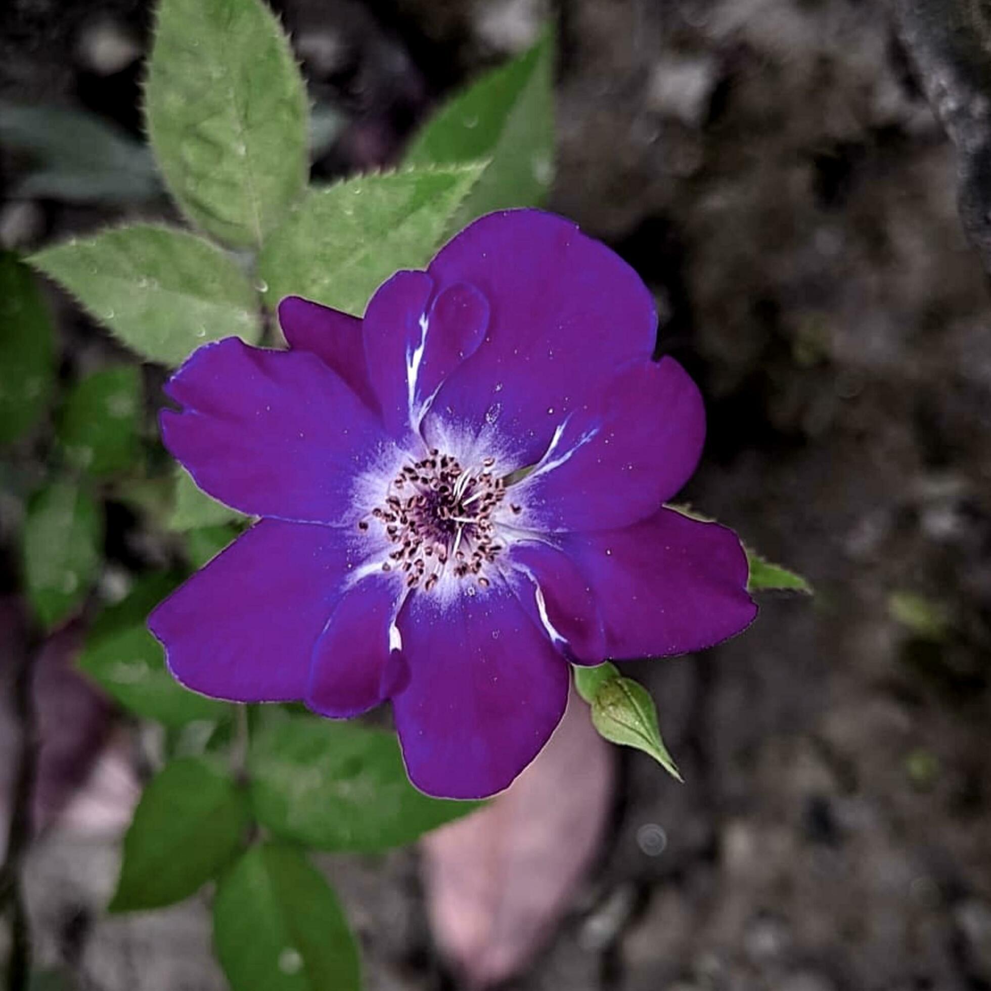 Beautiful blooming flower in the garden Stock Free