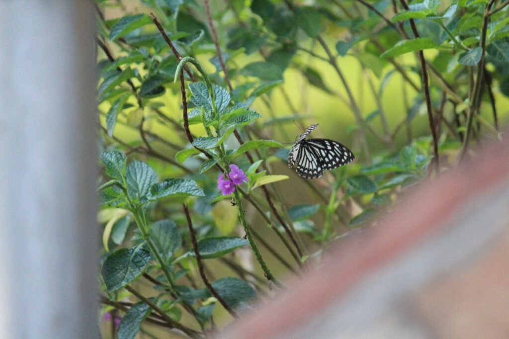 Butterfly In Garden Stock Free