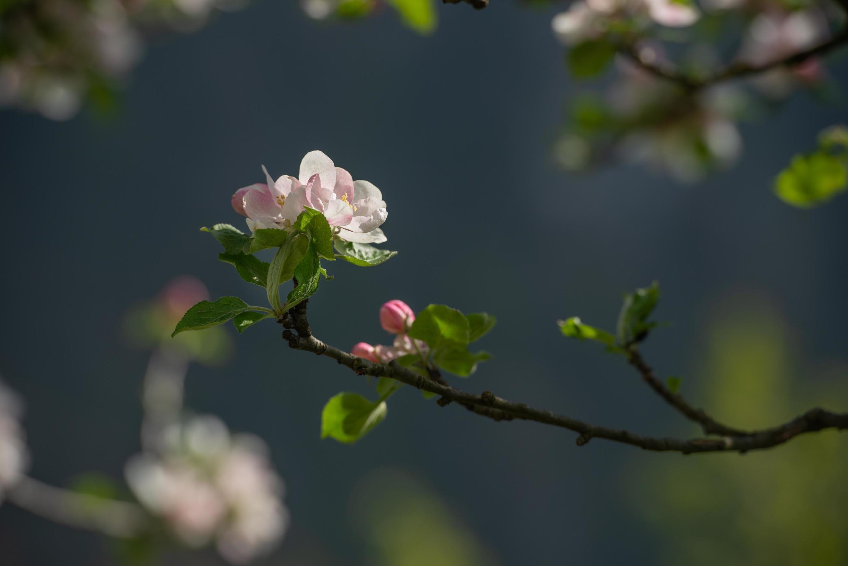 Flowering peach tree Stock Free