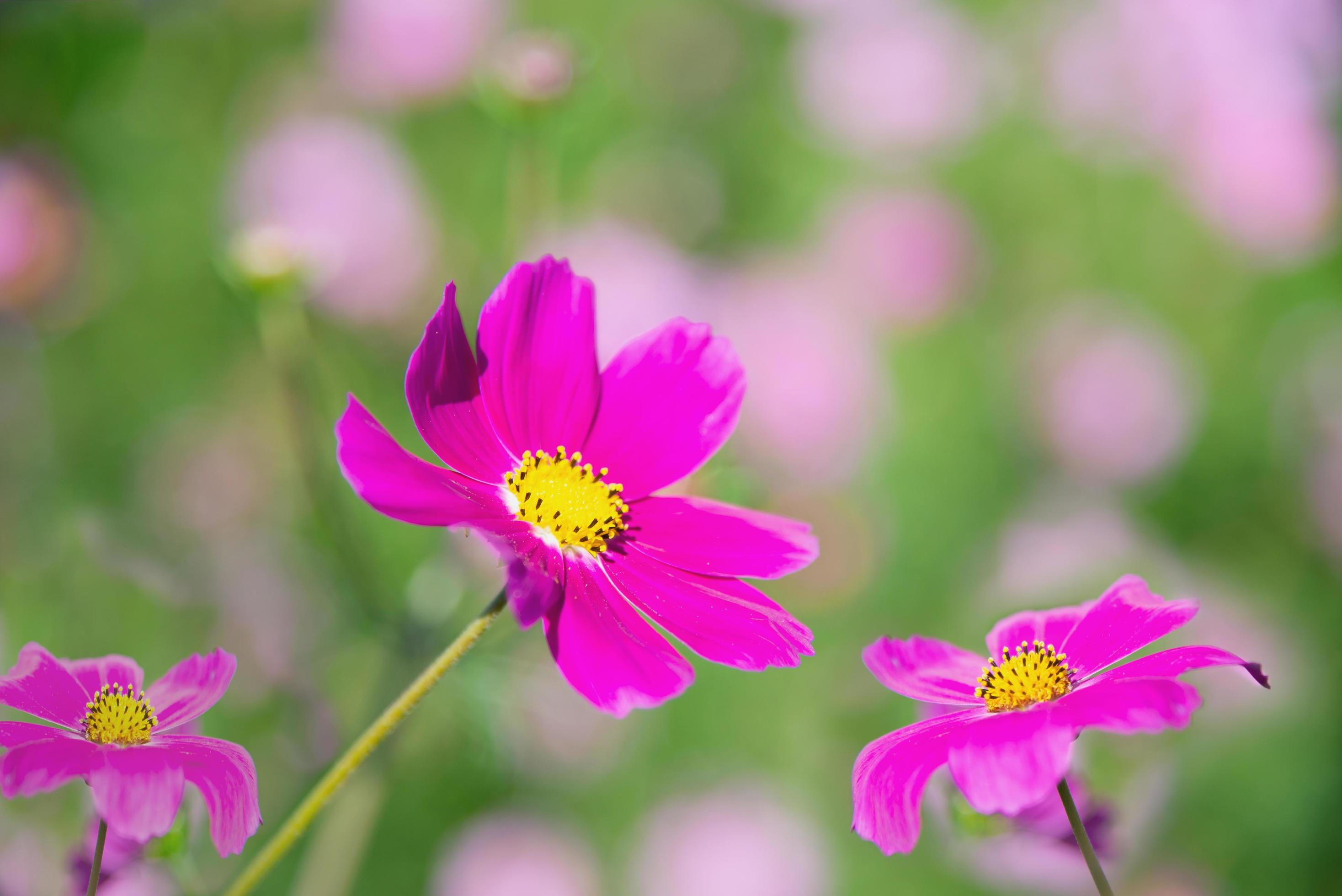 Beautiful spring purple cosmos flowers in green garden background – lovely nature in spring season concept Stock Free