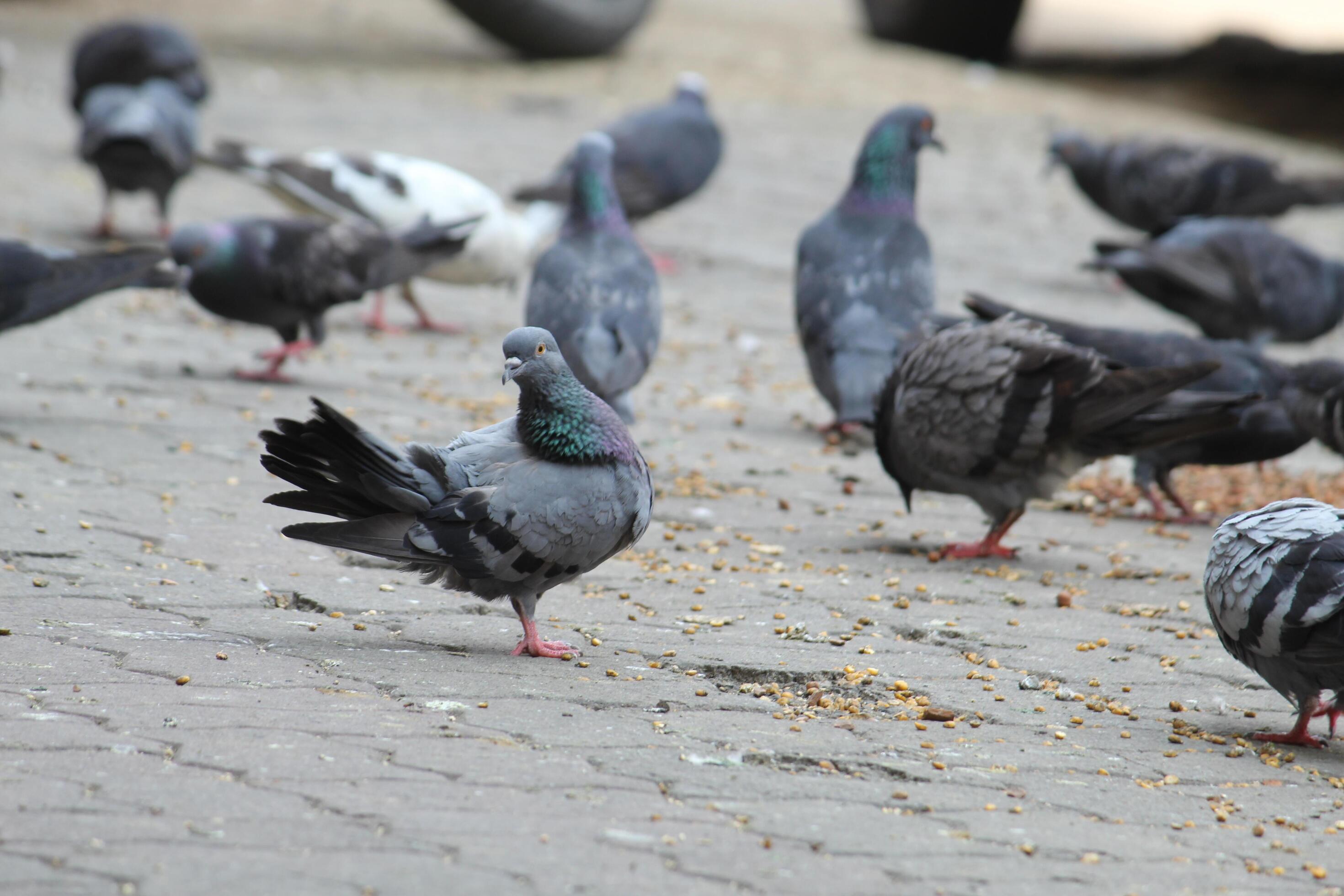 Common Indian Pigeon display on local street. Bird feeding on open and empty road. Beautiful Bird background. Stock Free