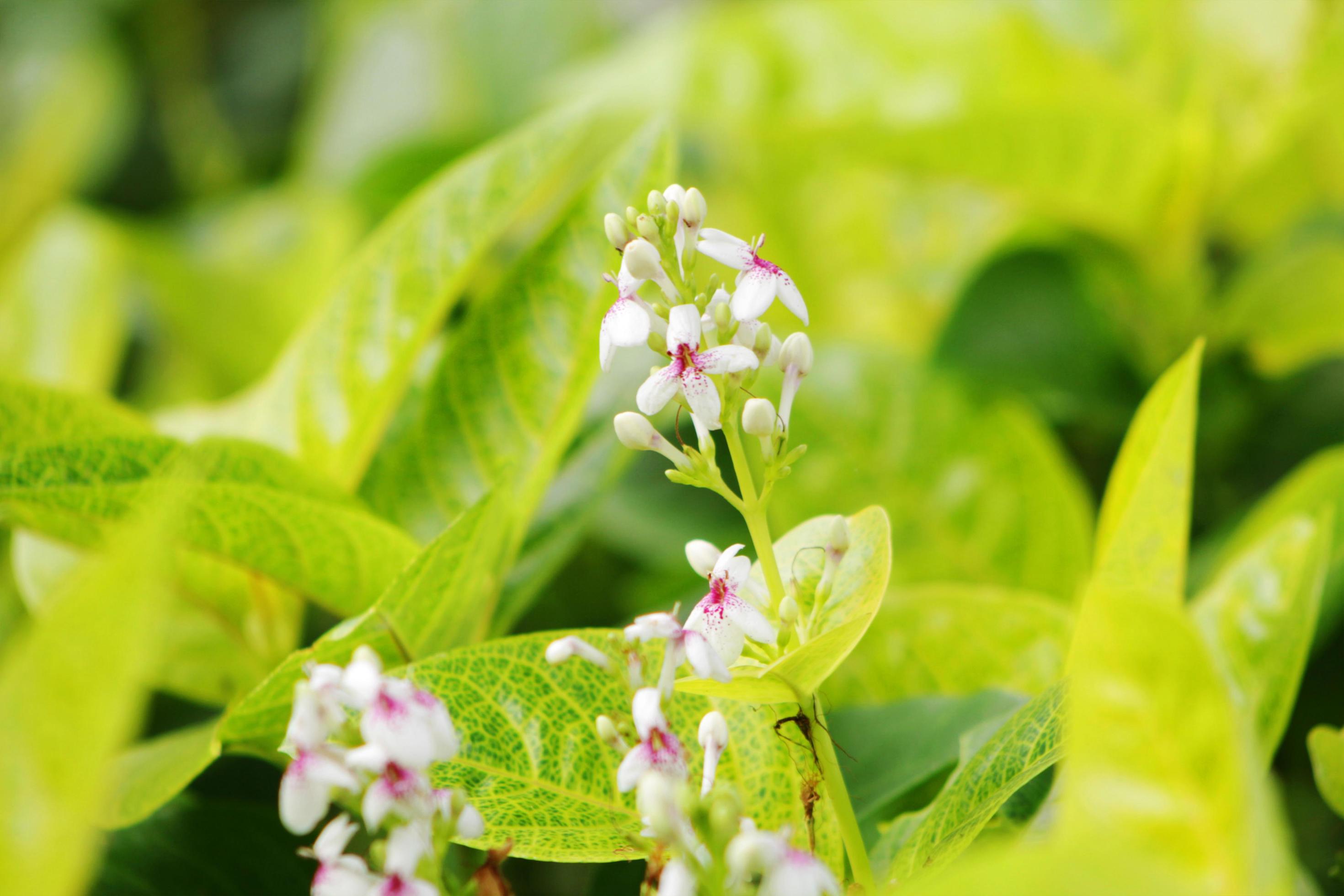 Flowers that often thrive in parks in Jakarta are a type of plant called lupine Stock Free