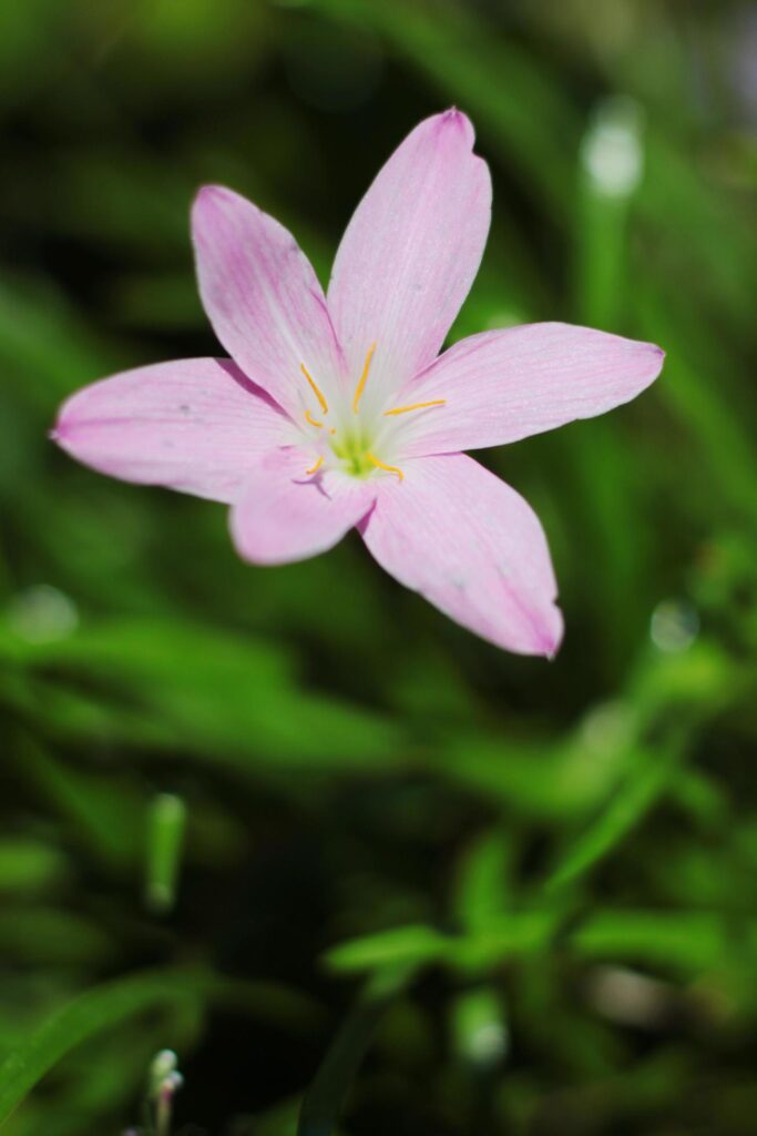 Blossom Zephyranthes Lily, Rain Lily, Fairy Lily, Little Witches flowers is wildflowers in tropical forest Stock Free