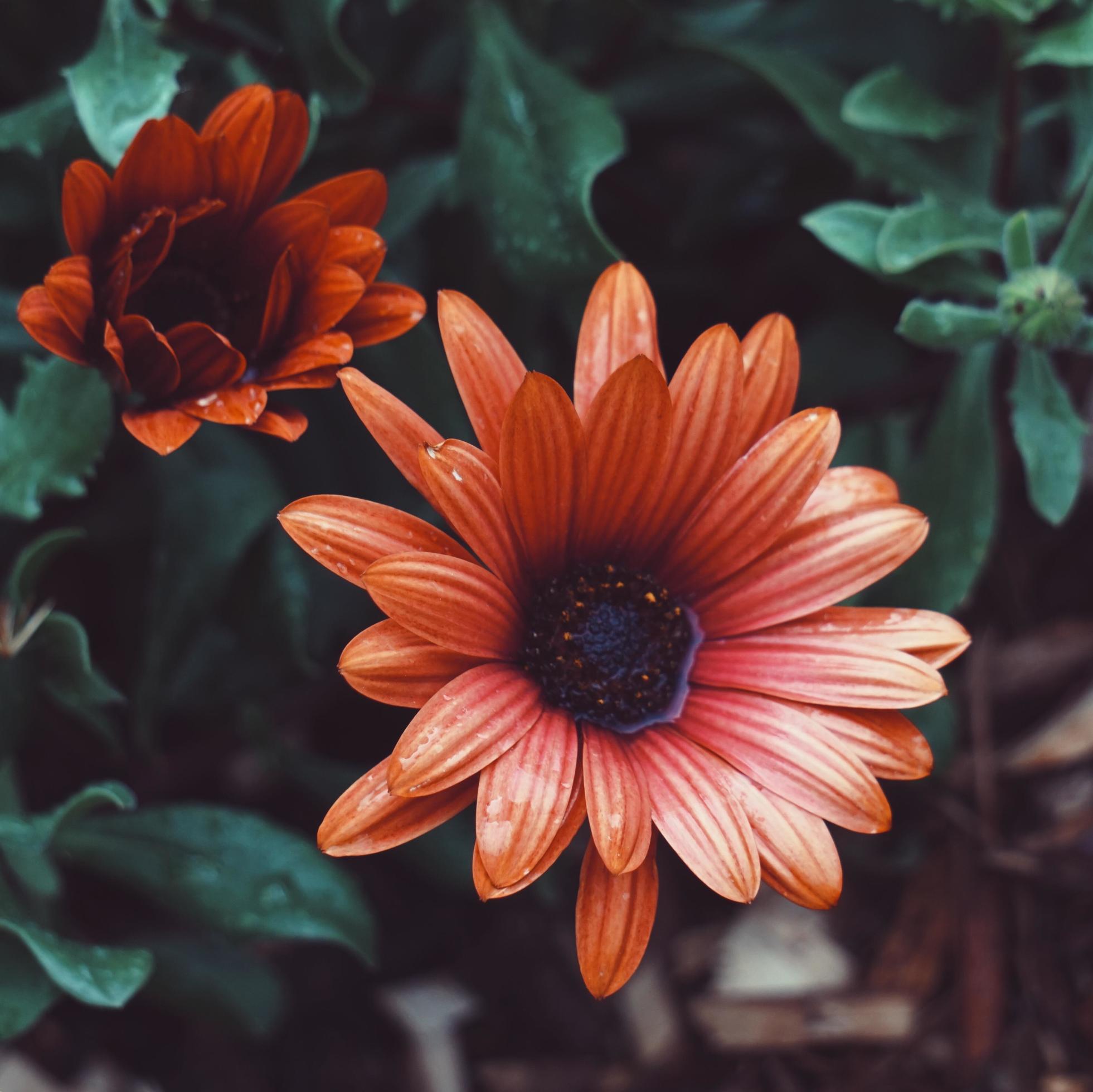 Beautiful red flower plant in the garden in springtime Stock Free