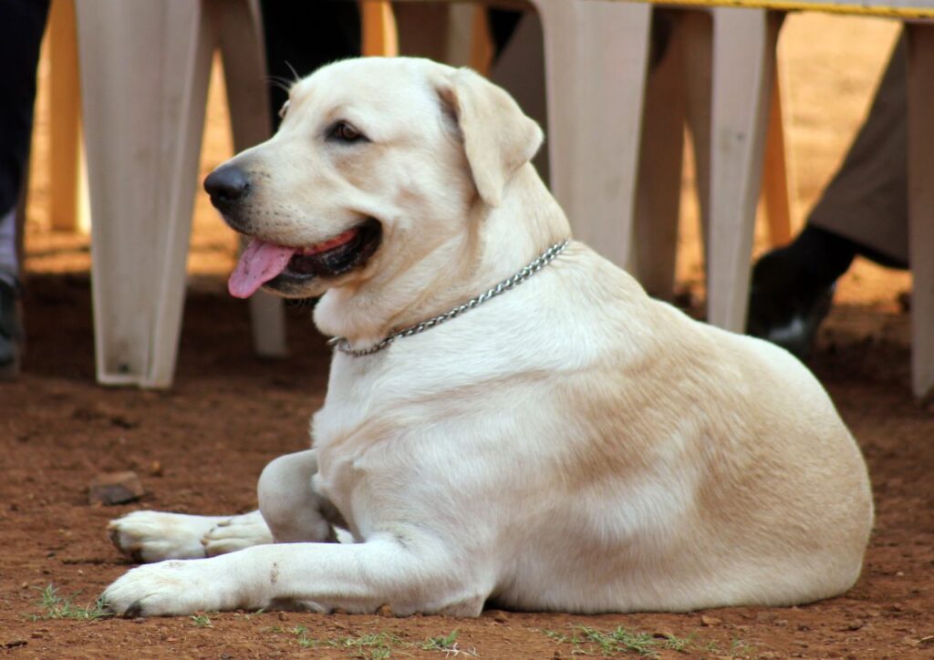 Labrador Sitting Dog Show Stock Free