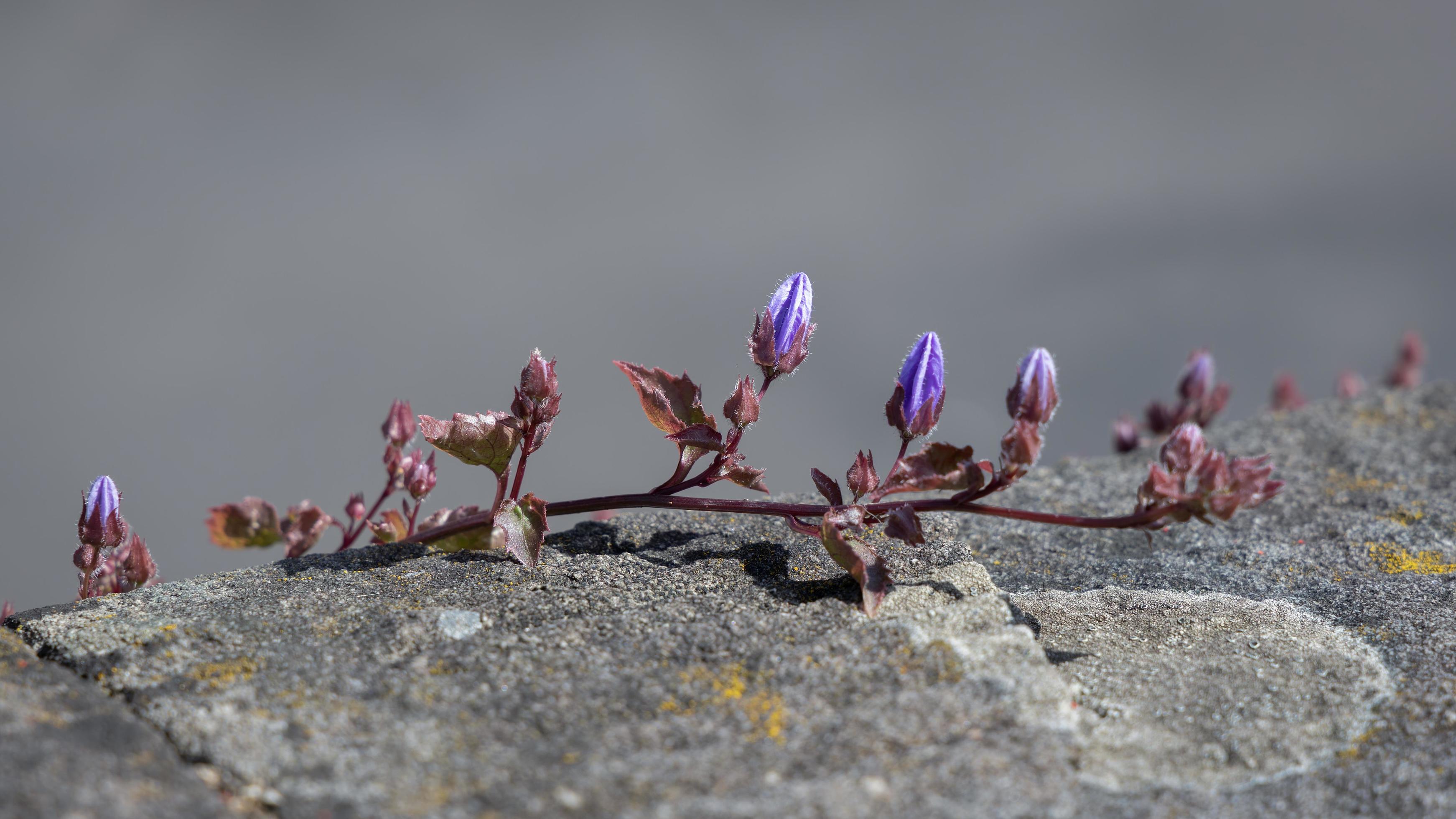 Vine growing on a wall in Bristol producing small blue flowers Stock Free