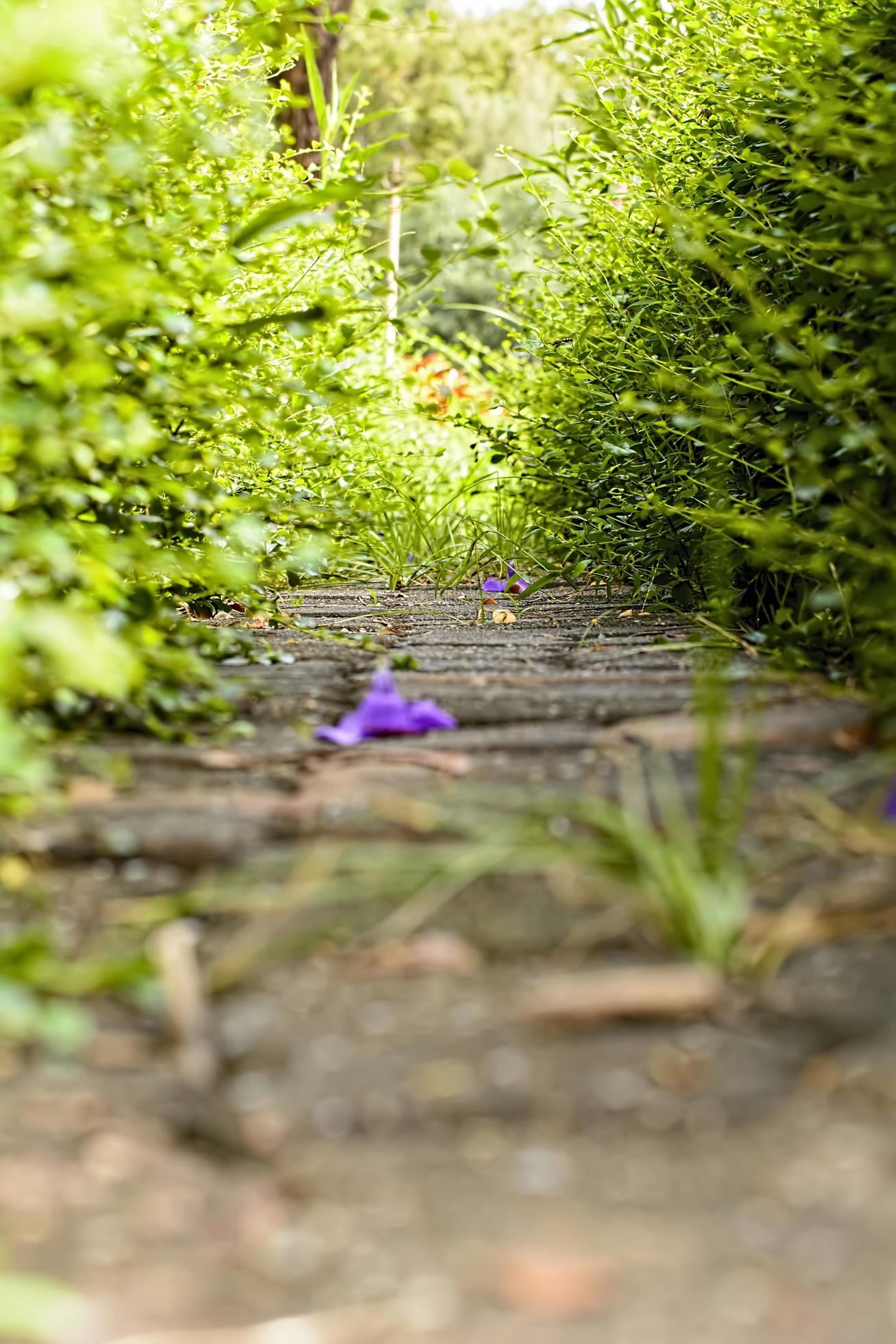 Walkway in nature Stock Free