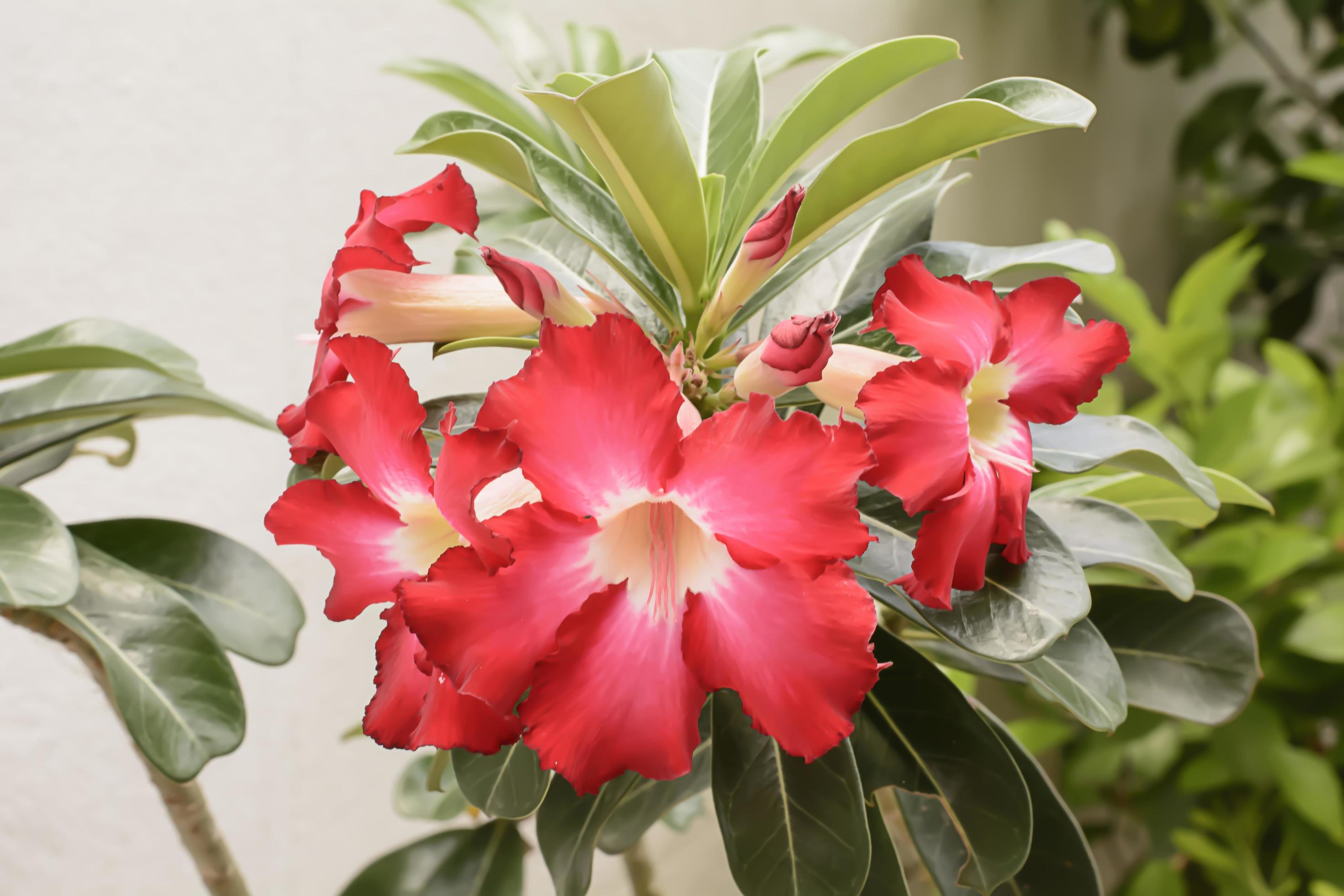 Desert Rose is a bright-colored flowers. Desert Roses are Thai Flower. Stock Free