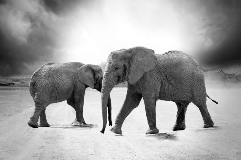 Grayscale Elephant Animals Africa Stock Free