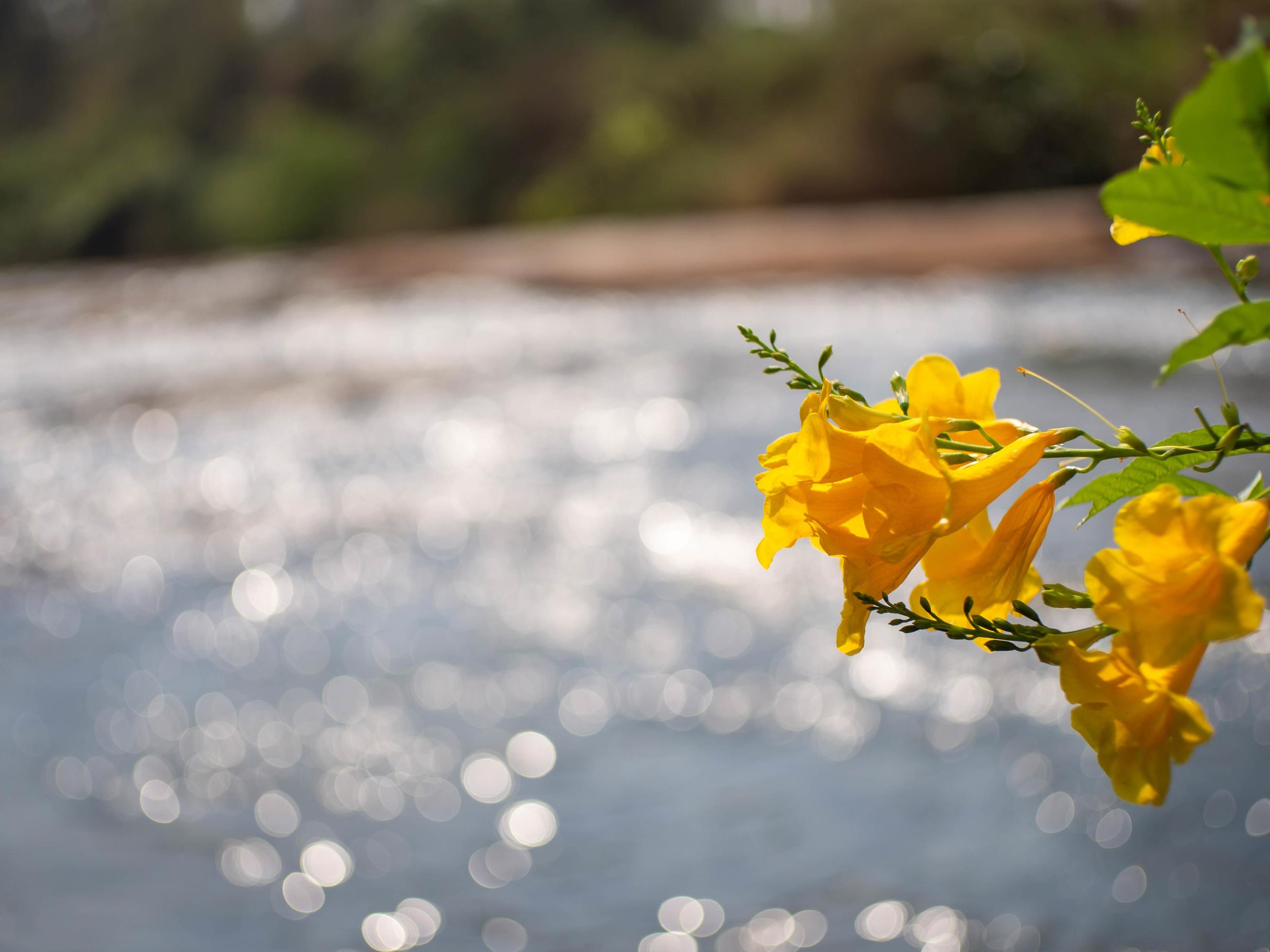 yellow flower and river Stock Free