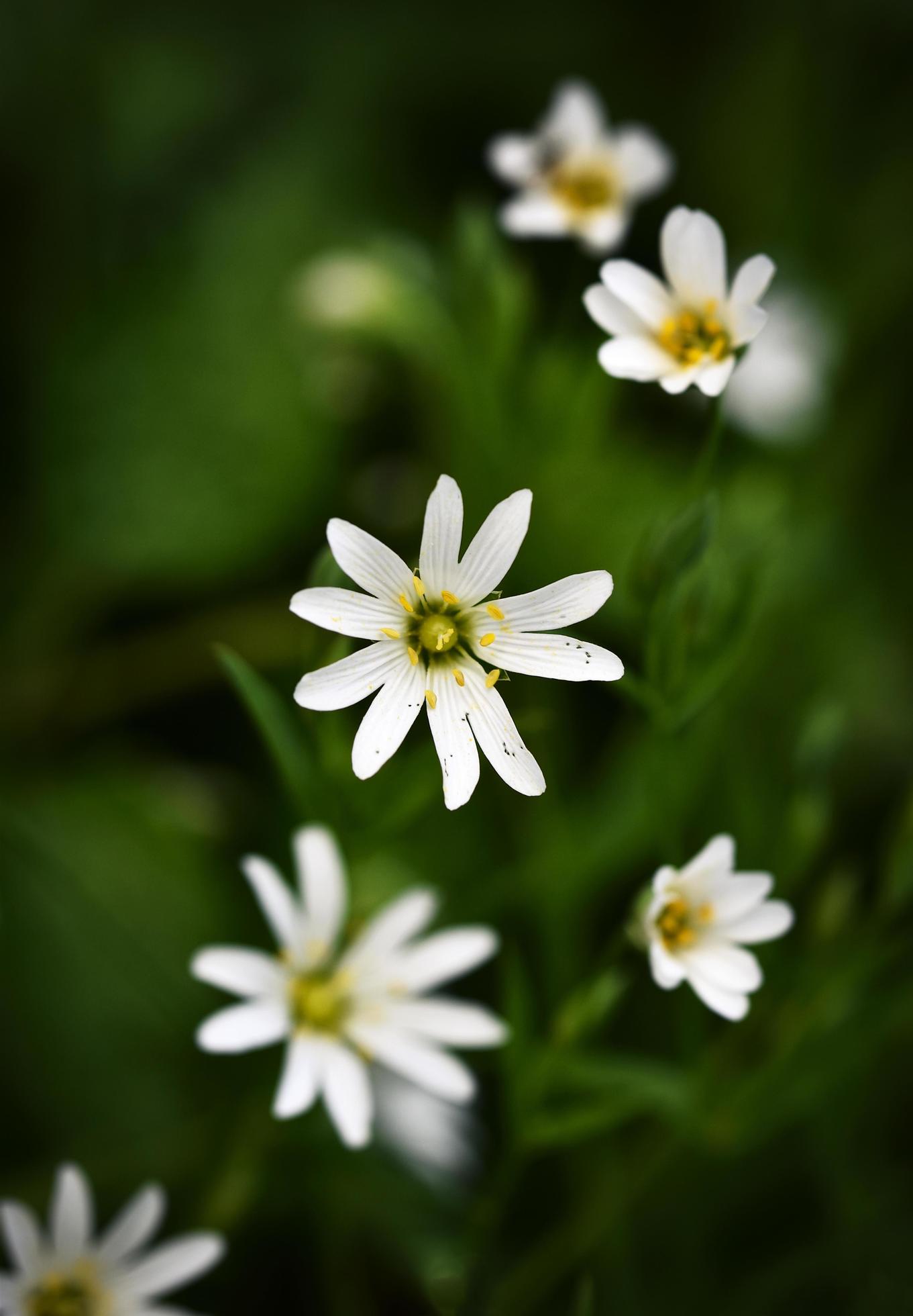 White flowers on a dark green background Stock Free