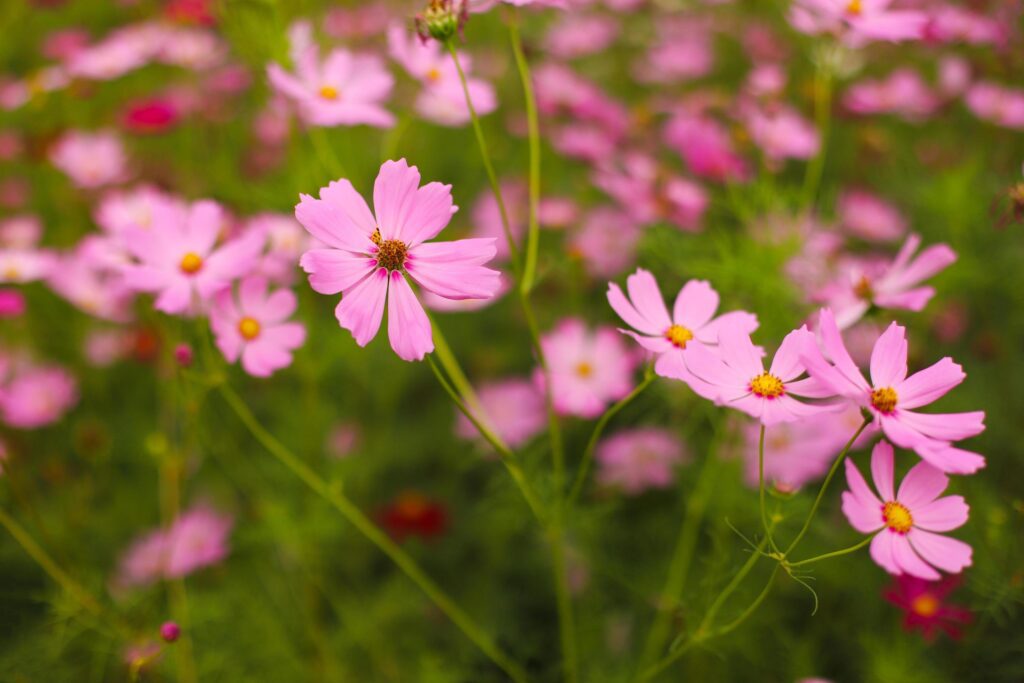 Cosmos flower nature background Stock Free