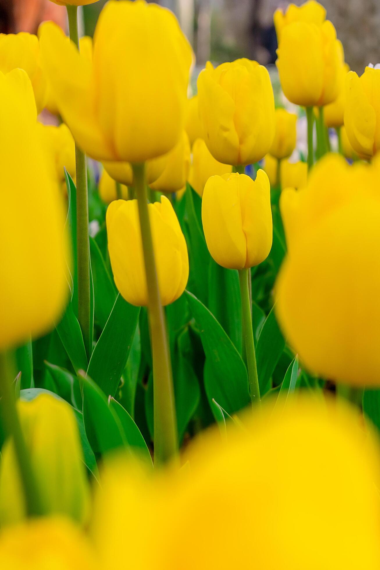 Background from many yellow tulips. Floral background from a carpet of yellow tulips. Stock Free