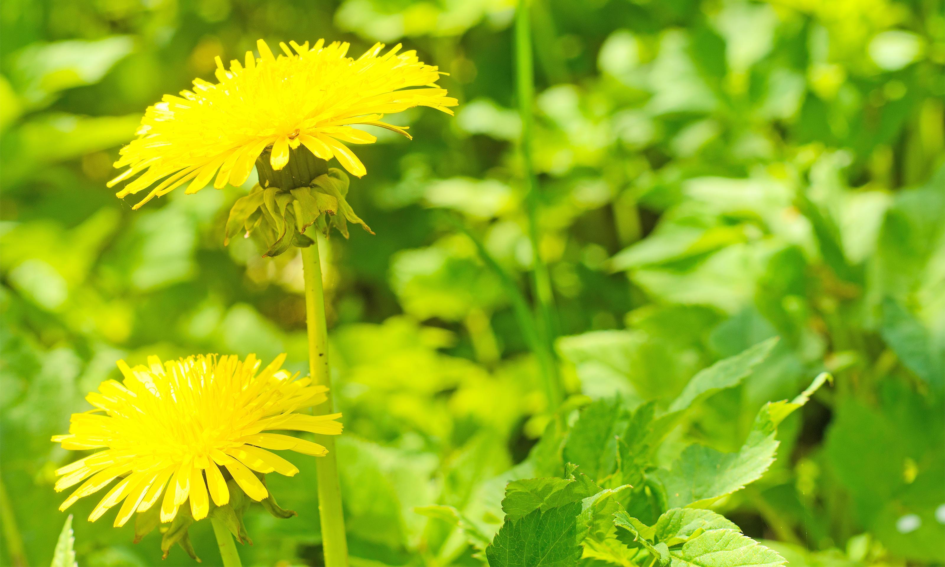 Yellow summer dandelion flowers. Spring,summer season. Stock Free