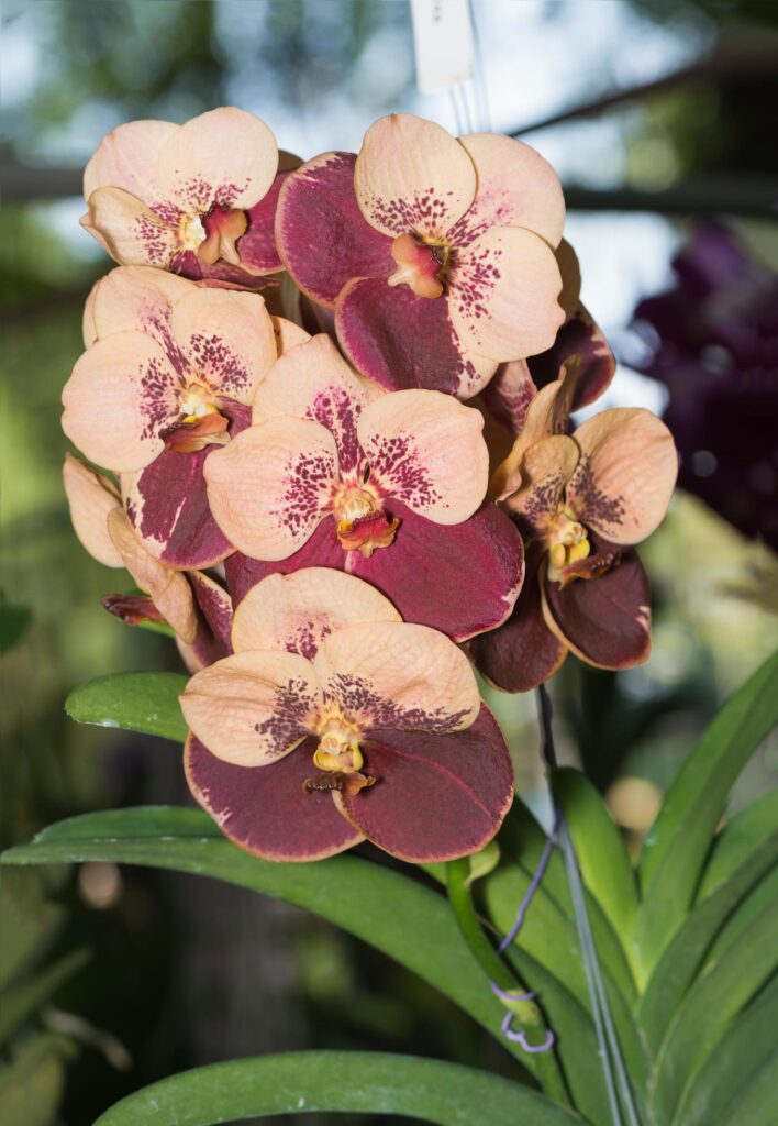 brown vanda orchid flower Stock Free