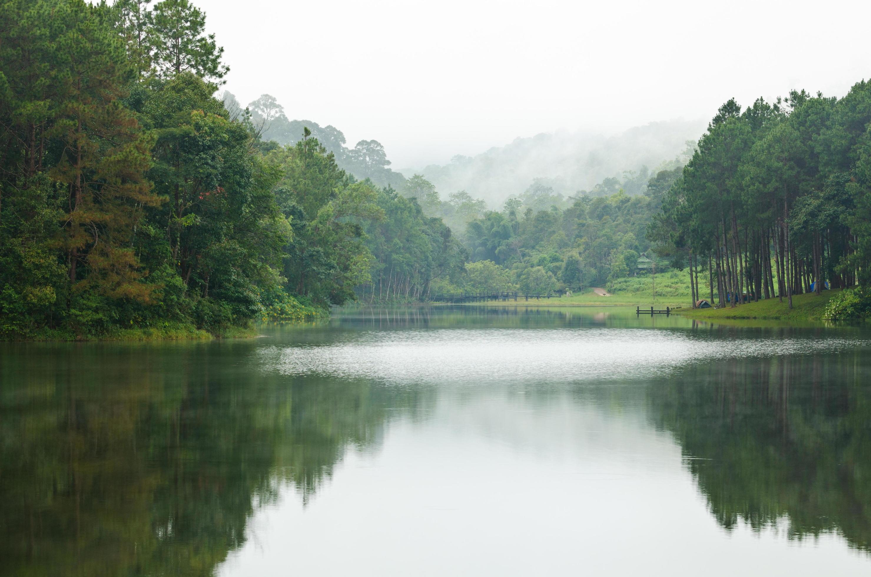 Nature landscape at morning of lakes and pine forests Stock Free