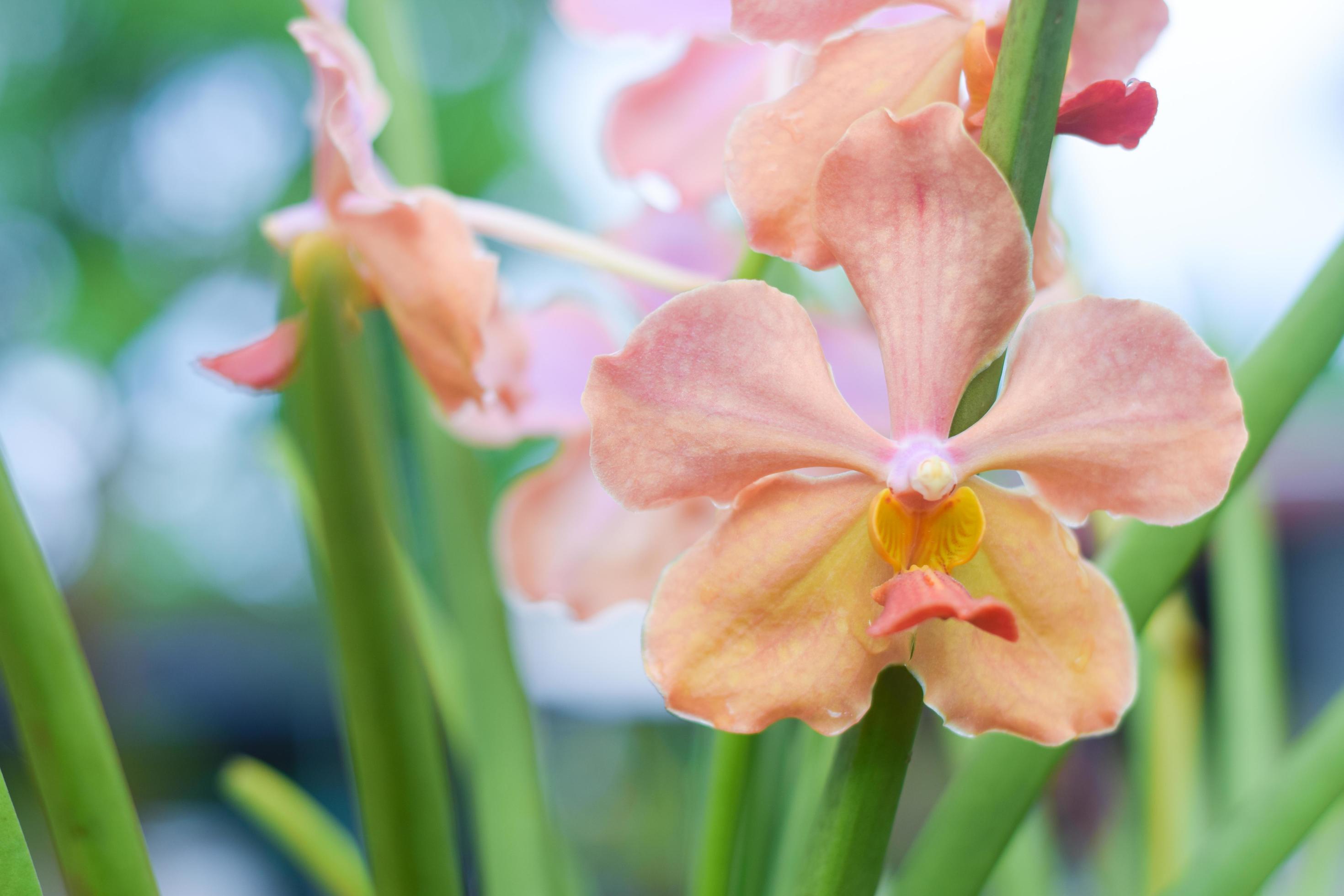 fresh beautiful pink orchid flower Stock Free