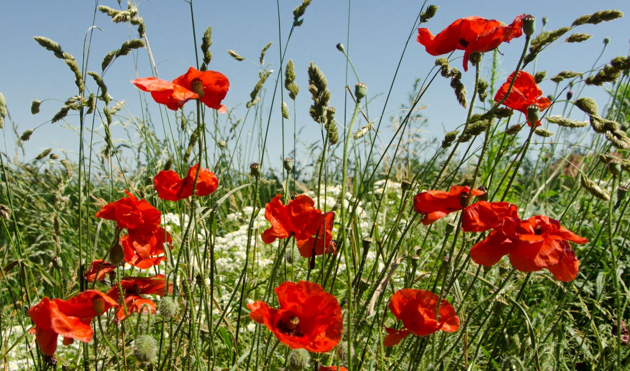 Field of poppies Stock Free