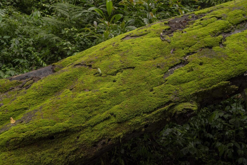 The moss surface on the tree branch when rainy season. The photo is suitable to use for adventure content media, nature poster and forest background. Stock Free