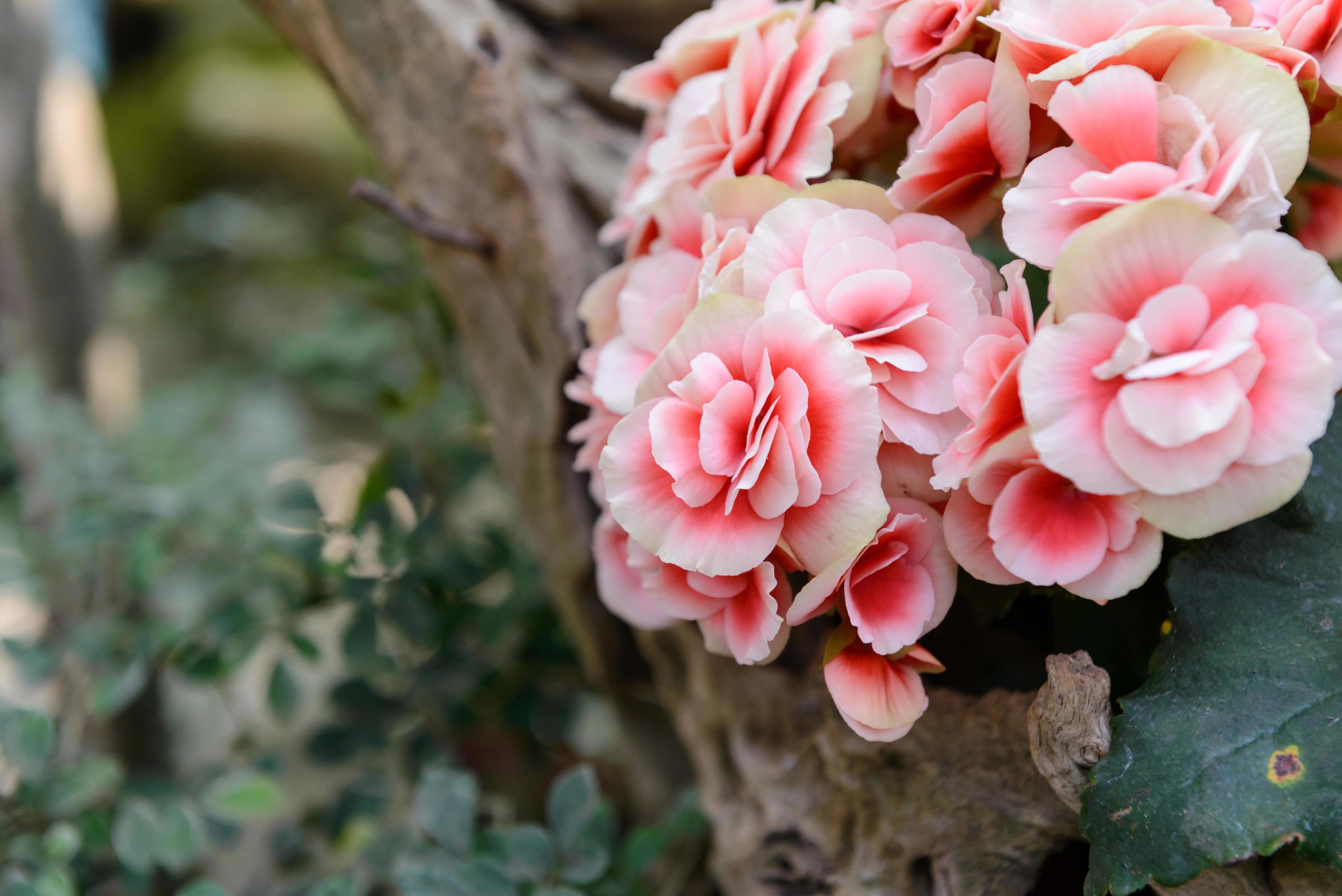 Beautiful Kalanchoe flower in the garden Stock Free