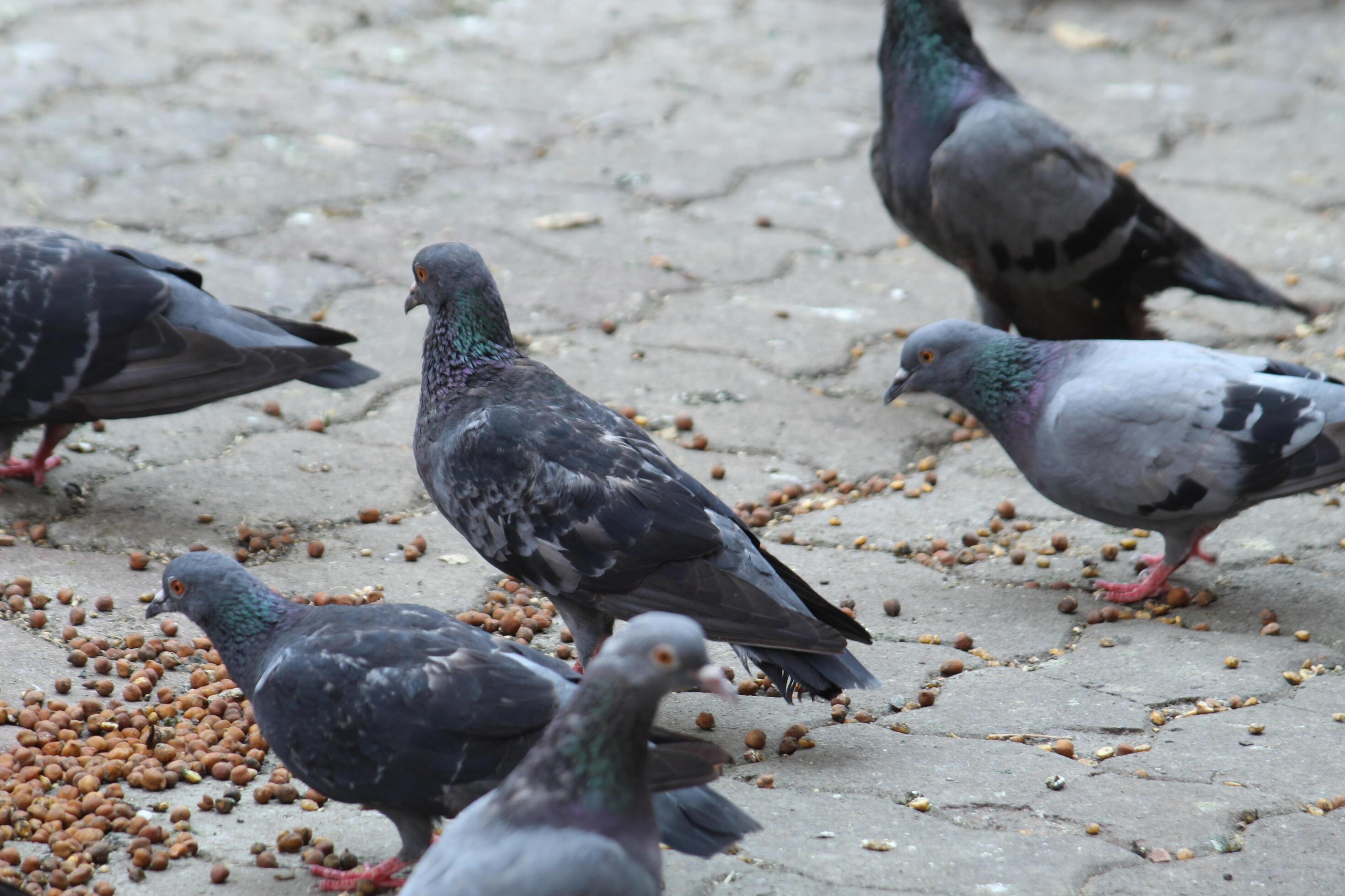 Common Indian Pigeon display on local street. Bird feeding on open and empty road. Beautiful Bird background. Stock Free