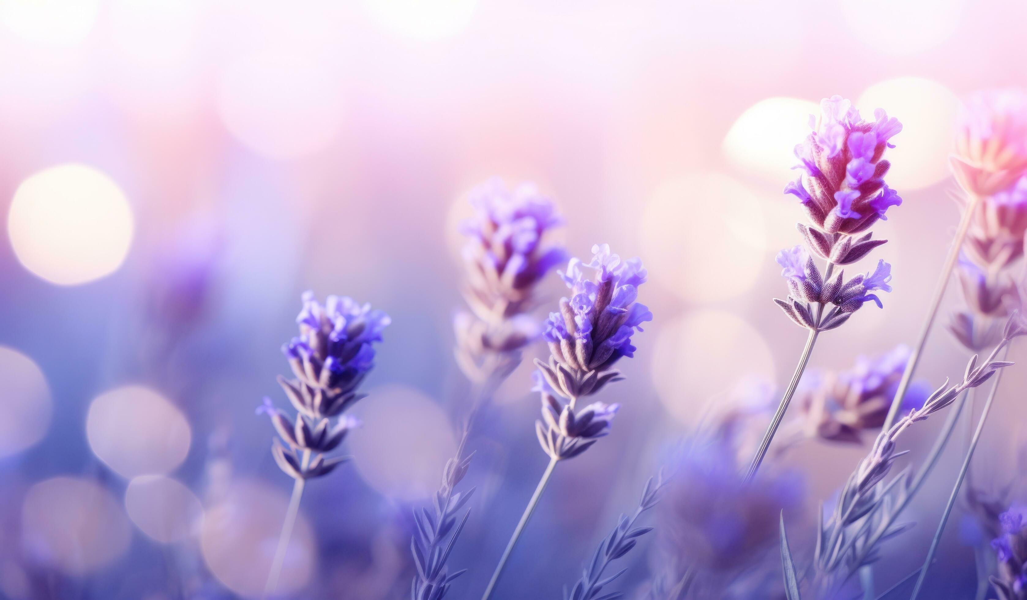 Lavender flowers natural background Stock Free