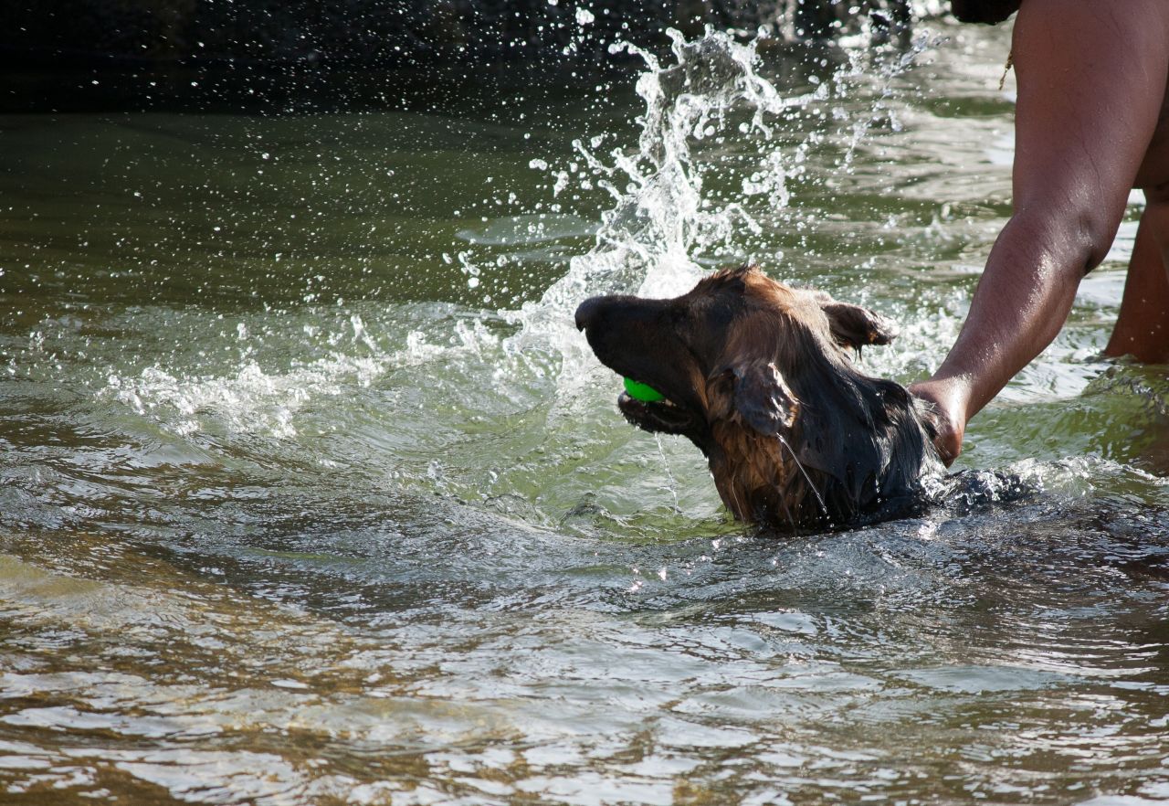 Man Dog In Water Stock Free